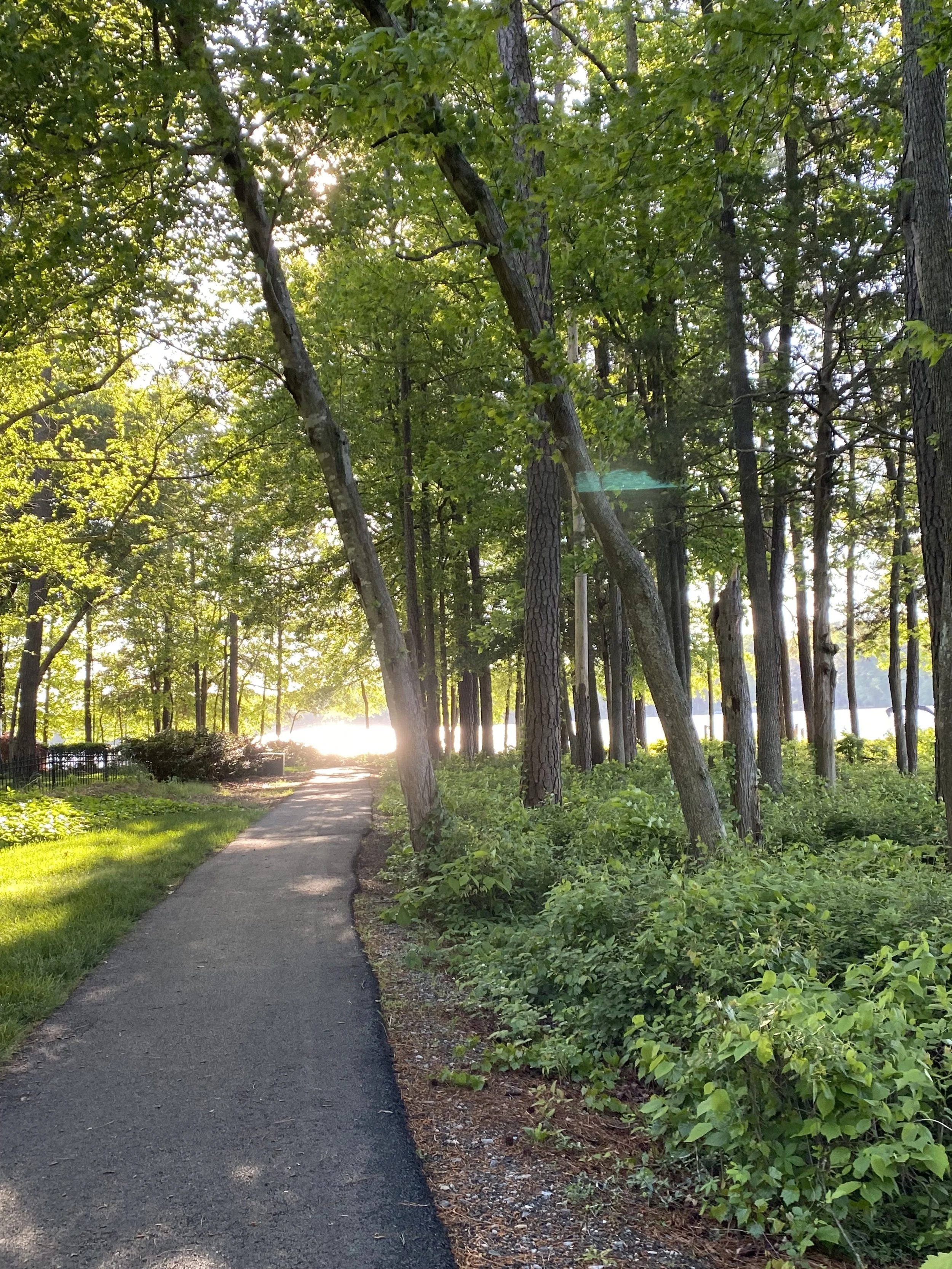 A sunlit walking path through a wooded area with lush green trees and shrubs.
