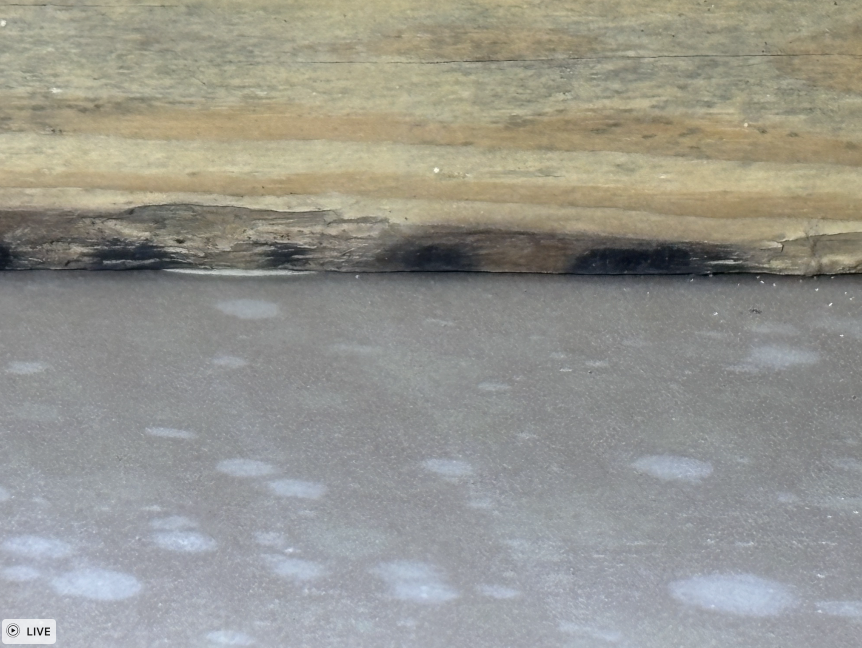 This is a photo of the space between the ceiling drywall and space between the roof. Notice two things. The mold growing on the drywall and the quality of the wood. We questioned whether the wood was mold infested at construction.