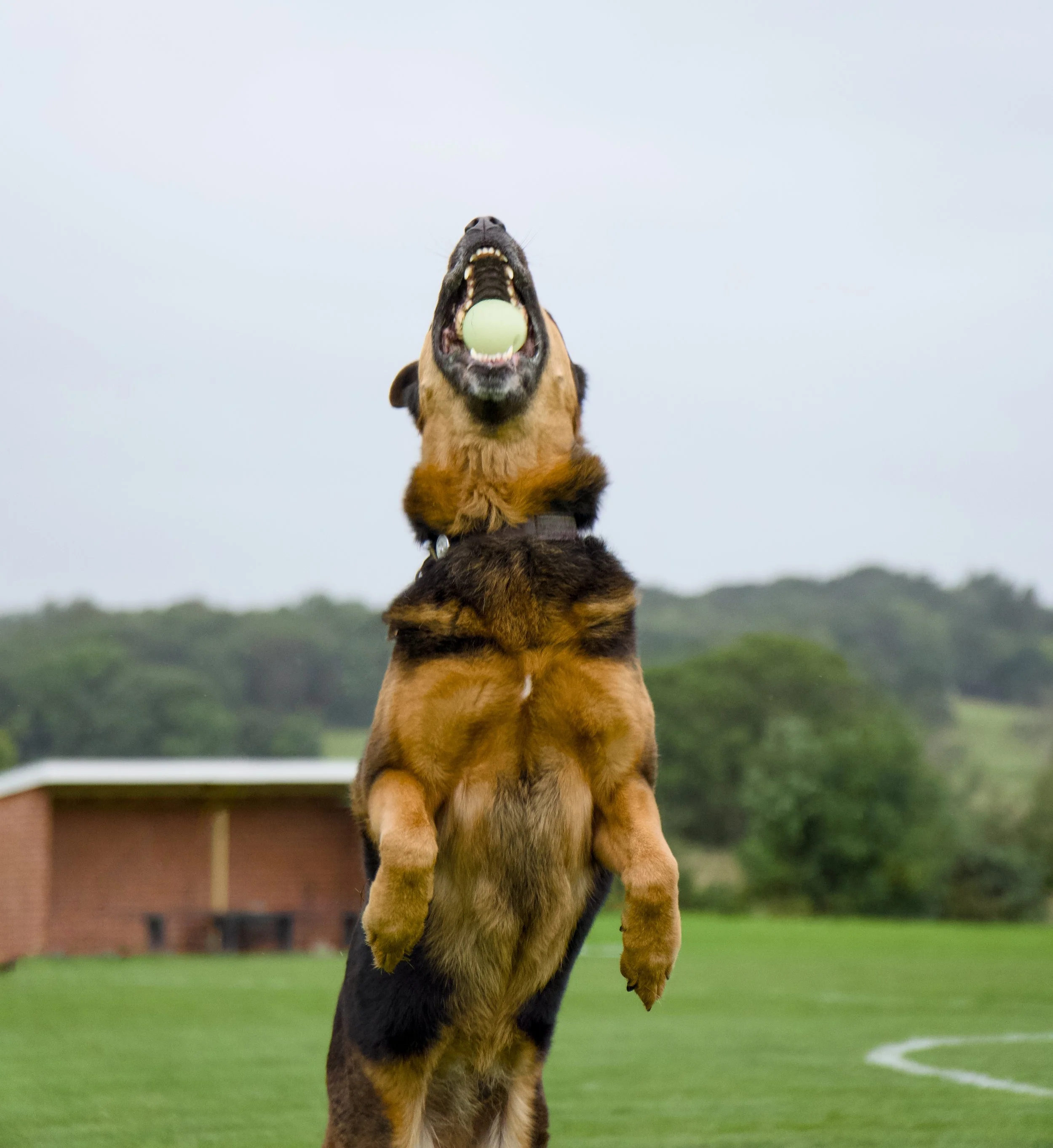 A German Shepherd dog jumping with an apple in its mouth outdoors, with a grassy field and trees in the background.