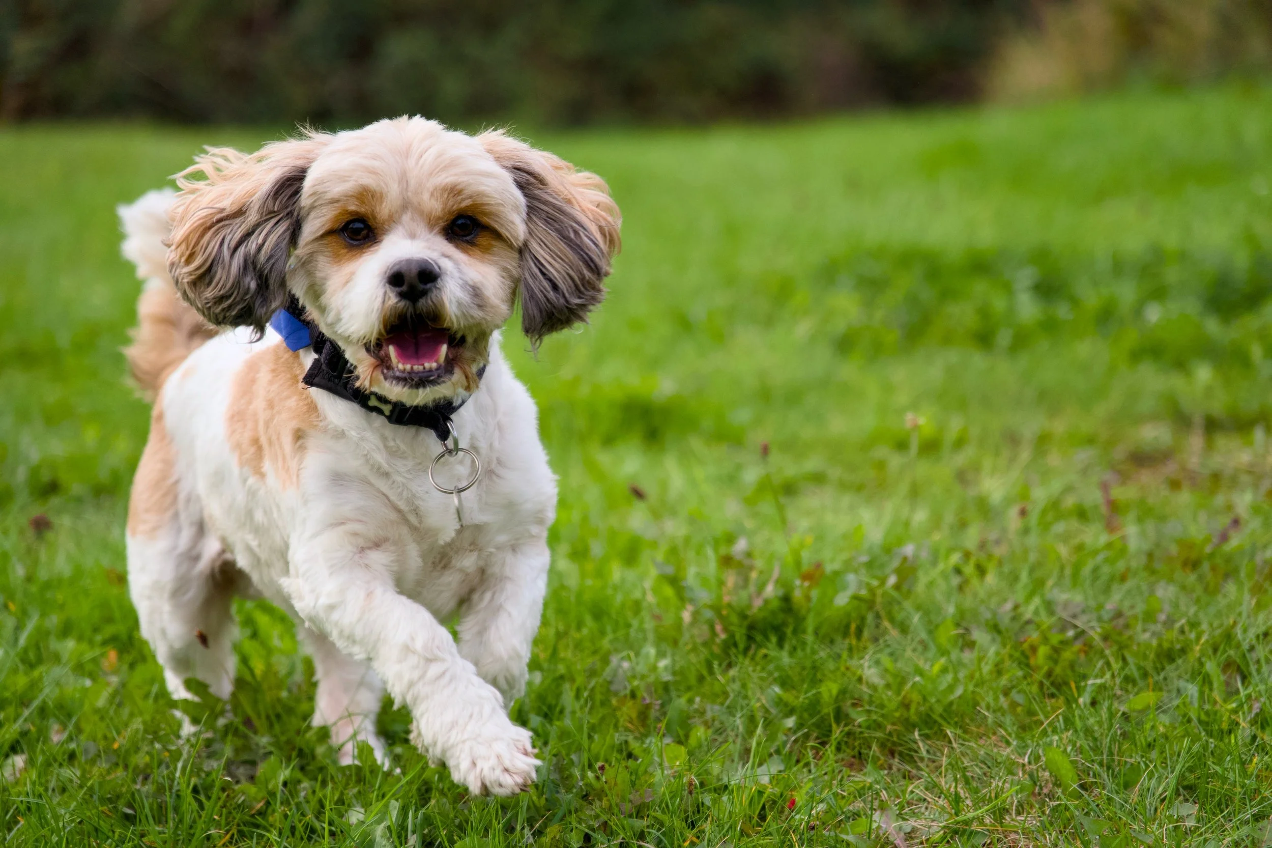 A very happy Wilson out on his walk 🐾

Running around, investigating every smell and keeping a close eye on the treats 🐶

Exactly how a dog photography session should be.

#DogPhotography #PetPhotography #LancashireDogs #LancashirePhotographer #Dav