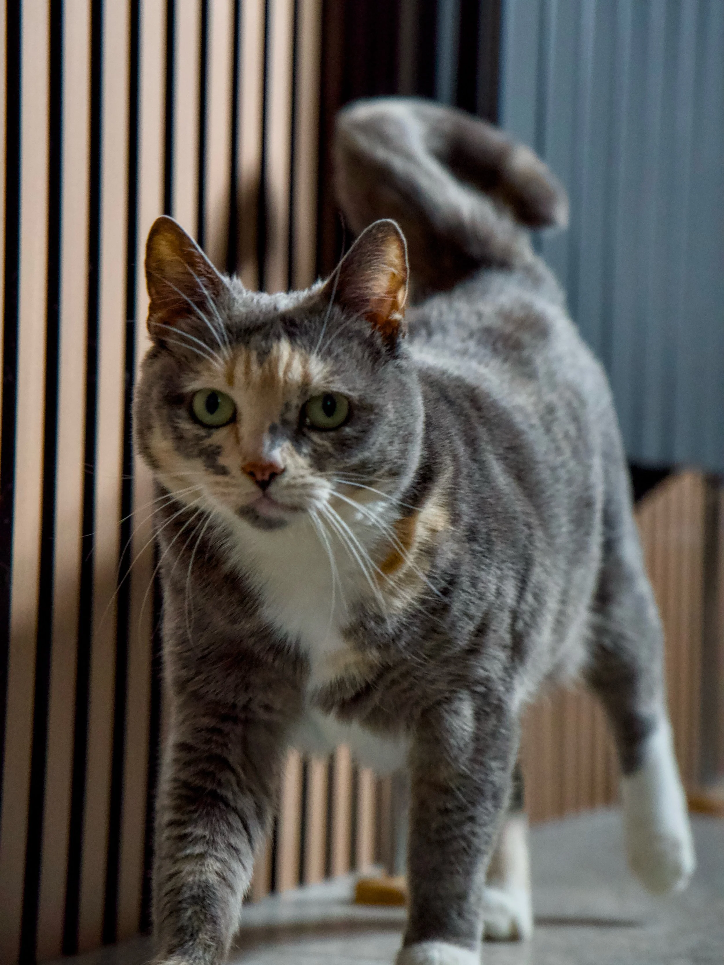 A little change from all the dog content this week&hellip; cats very much count too 🐾

They might not always be quite as cooperative, but that&rsquo;s part of the fun. Curious one minute, playful the next, then suddenly posing perfectly for the came