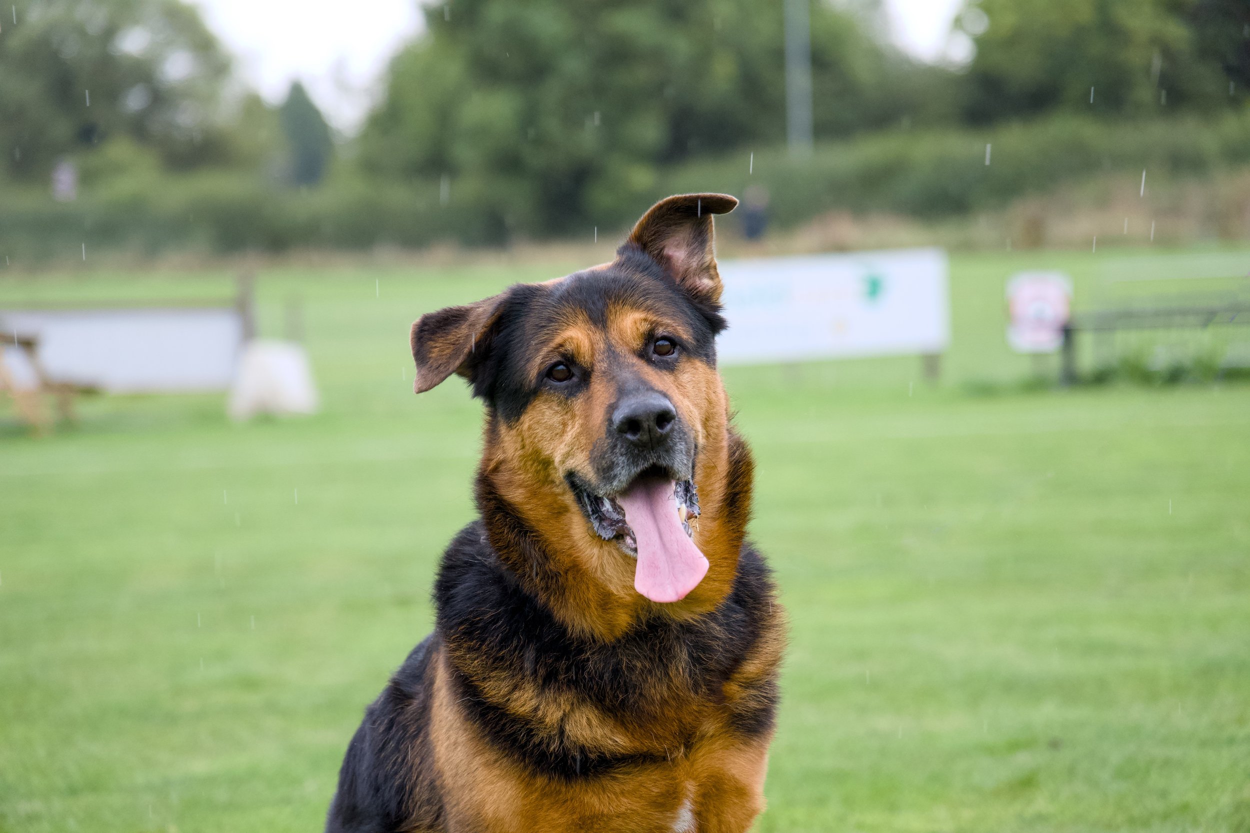 A happy dog with a black and brown coat, tongue out, sitting on green grass in a park on a rainy day.