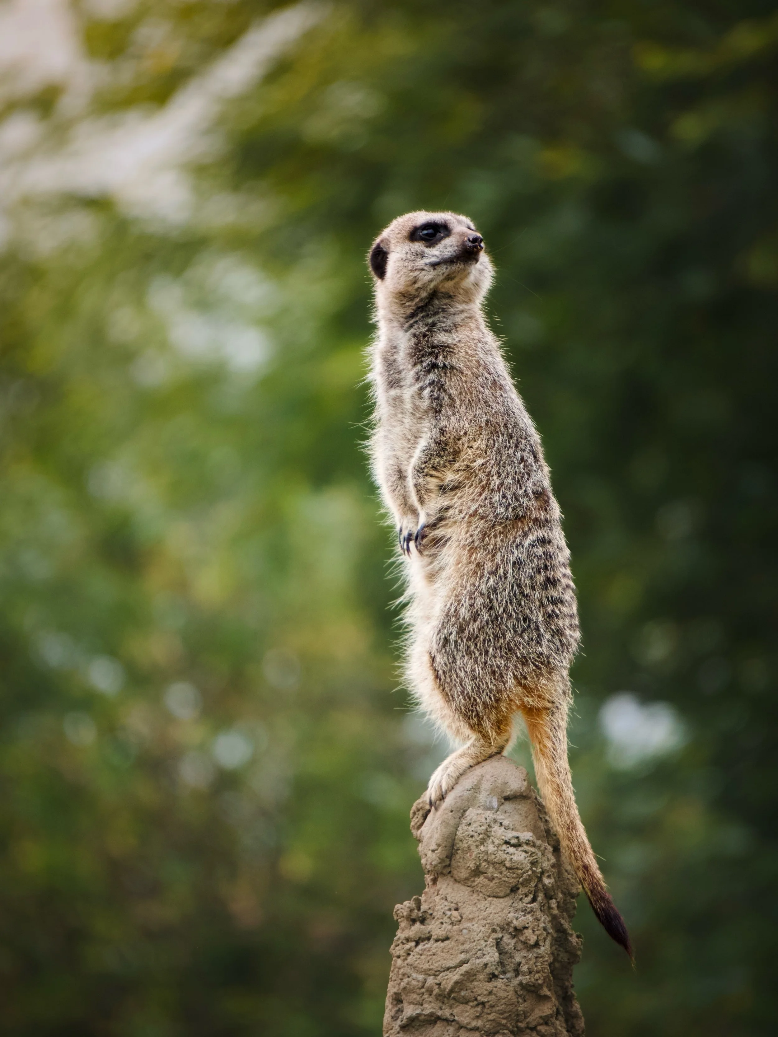 A little something different from me this weekend 📸

I took my camera along on a personal visit to Yorkshire Wildlife Park on Saturday and really enjoyed spending the day photographing some of the animals.

Here are a few of my favourites from the d