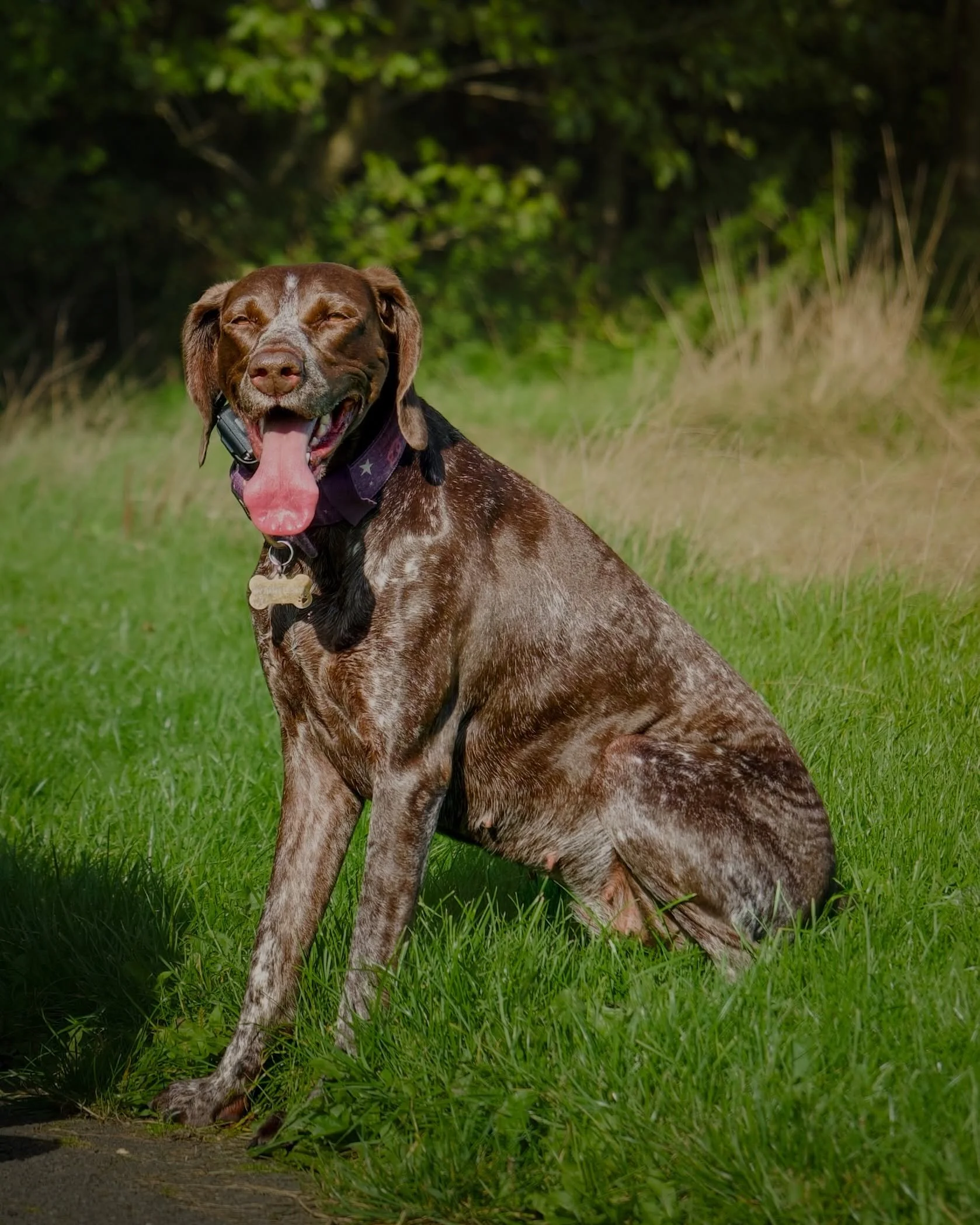 Earlier this week I met Jess, a German Shorthaired Pointer, in Cutwood Park with her owner, Dean.

Jess was full of energy and a natural in front of the camera 📸🐾

It was a pleasure chatting to Dean, who has kindly allowed me to share these photos.