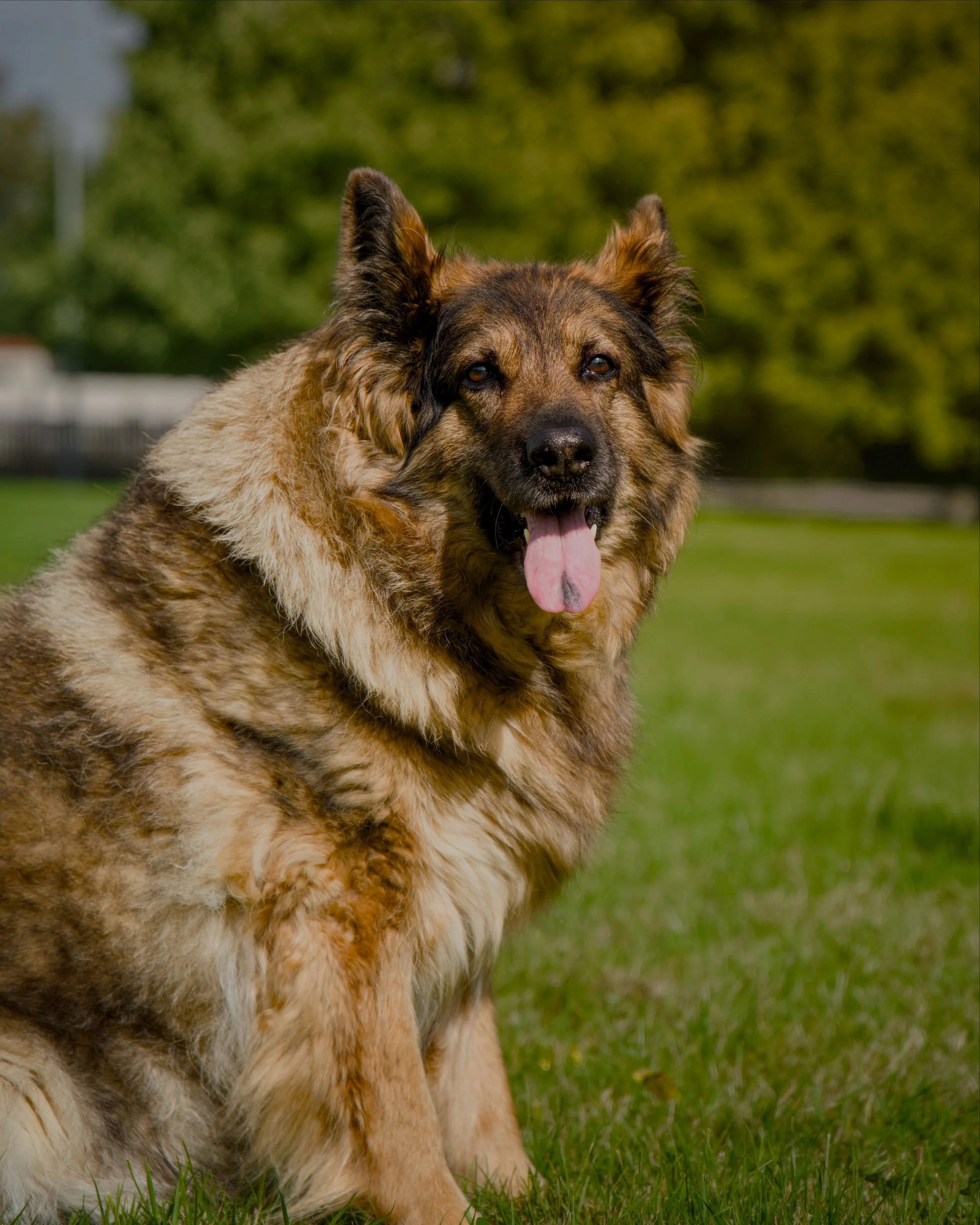 Meet Casey 🐾 
11 years old and still looking every bit as beautiful in front of the camera. 
I really enjoyed capturing a mixture of close portraits and wider, more natural shots of her enjoying the outdoors. There is something especially lovely abo