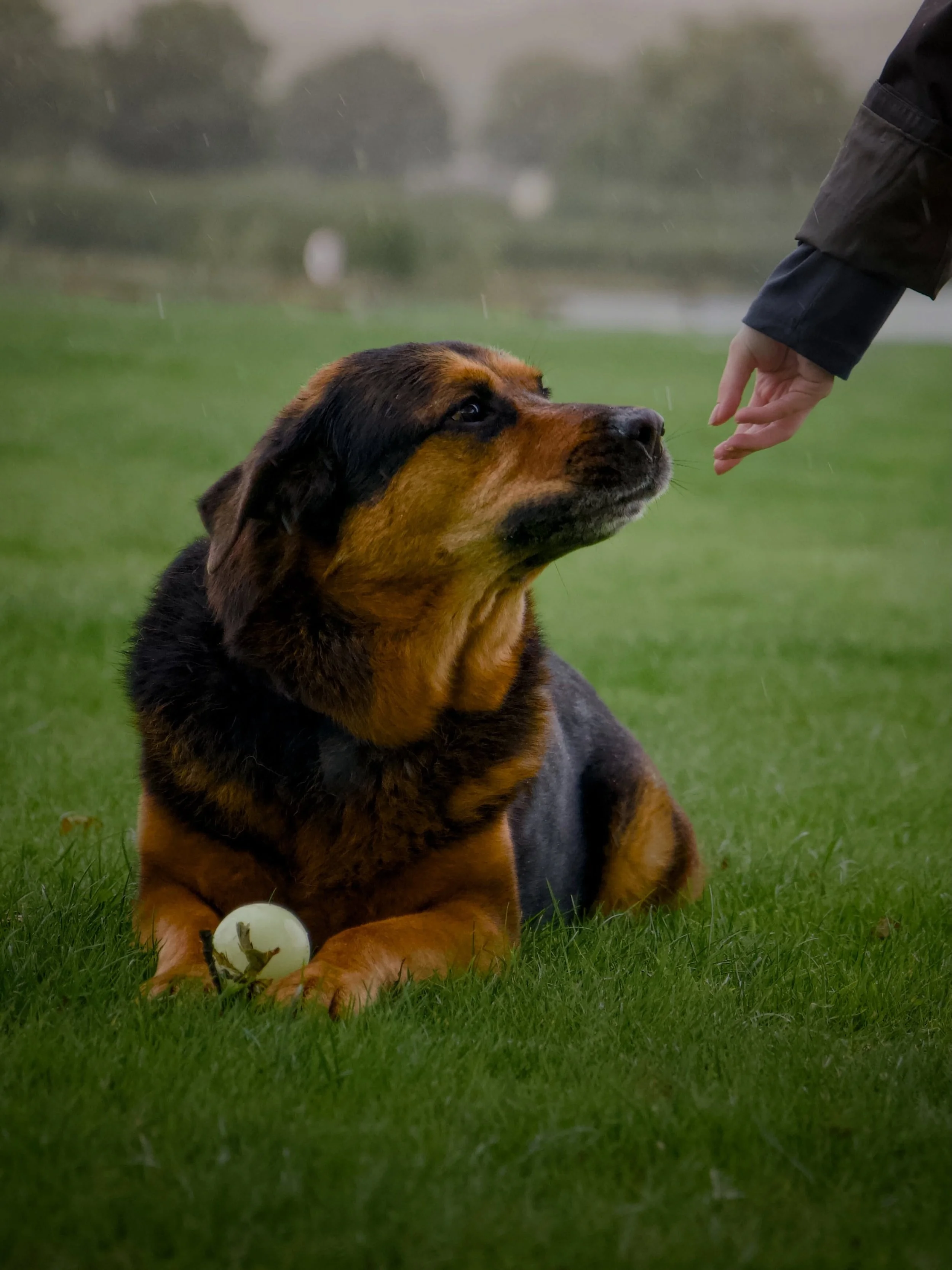 Introducing Legacy Pet Photography Sessions 🤍
Pets are part of our families, and photographs of them can become incredibly important when time together is limited.
I&rsquo;m now offering gentle Legacy Pet Photography Sessions for senior, seriously i
