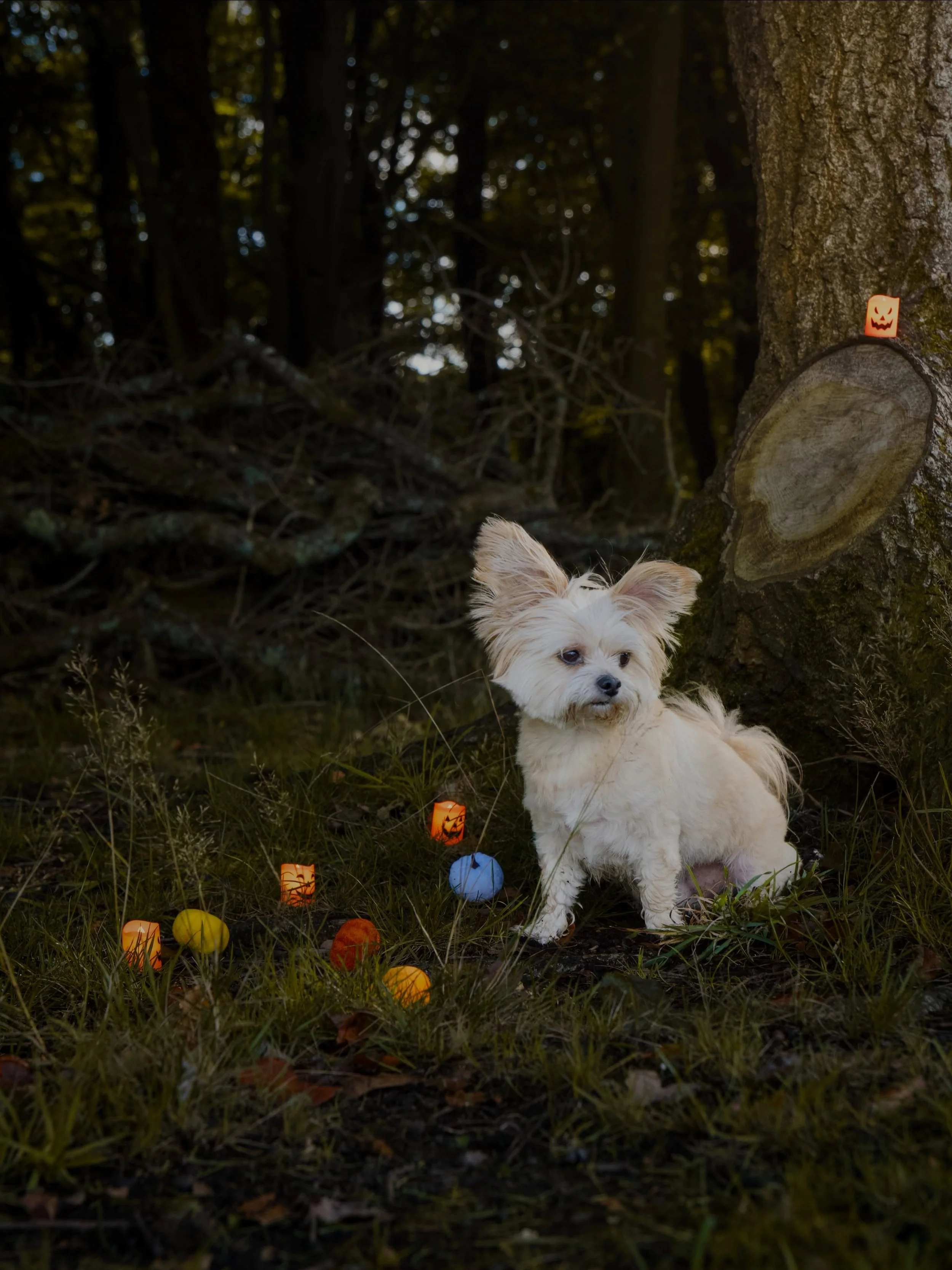 🎃 A little Halloween fun at Cutwood Park today...
I spent some of the afternoon with Alisha from Lead The Way and her dogs, starting with some of my usual relaxed pet photography before getting the Halloween bits out.
This is exactly how I want the 