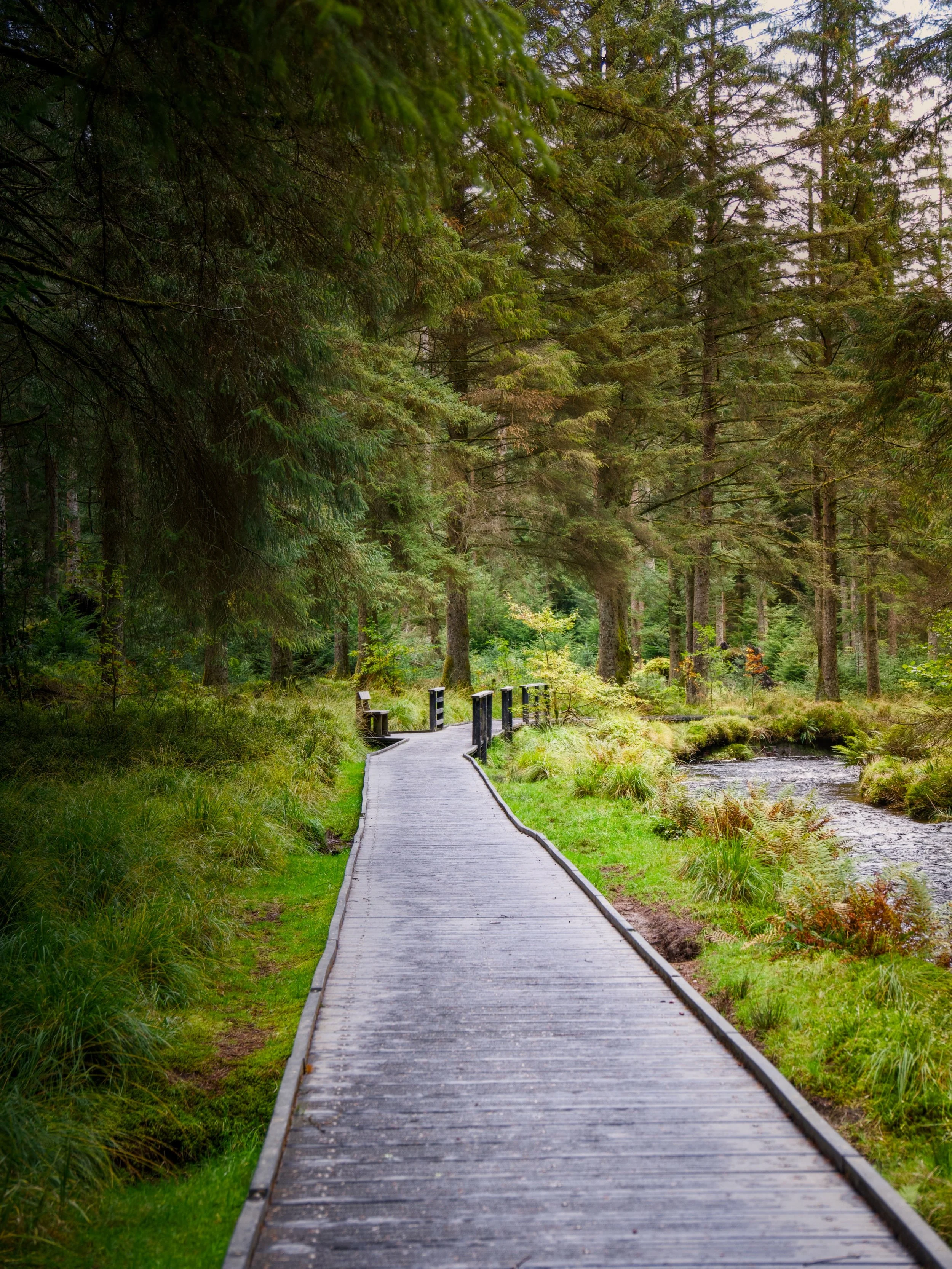 A day exploring Hafren Forest in Mid Wales 🌲📷

The wooden boardwalk has become quite a popular spot recently thanks to Instagram Reels, and it&rsquo;s easy to see why!

But there&rsquo;s so much more to discover if you continue exploring, from wate