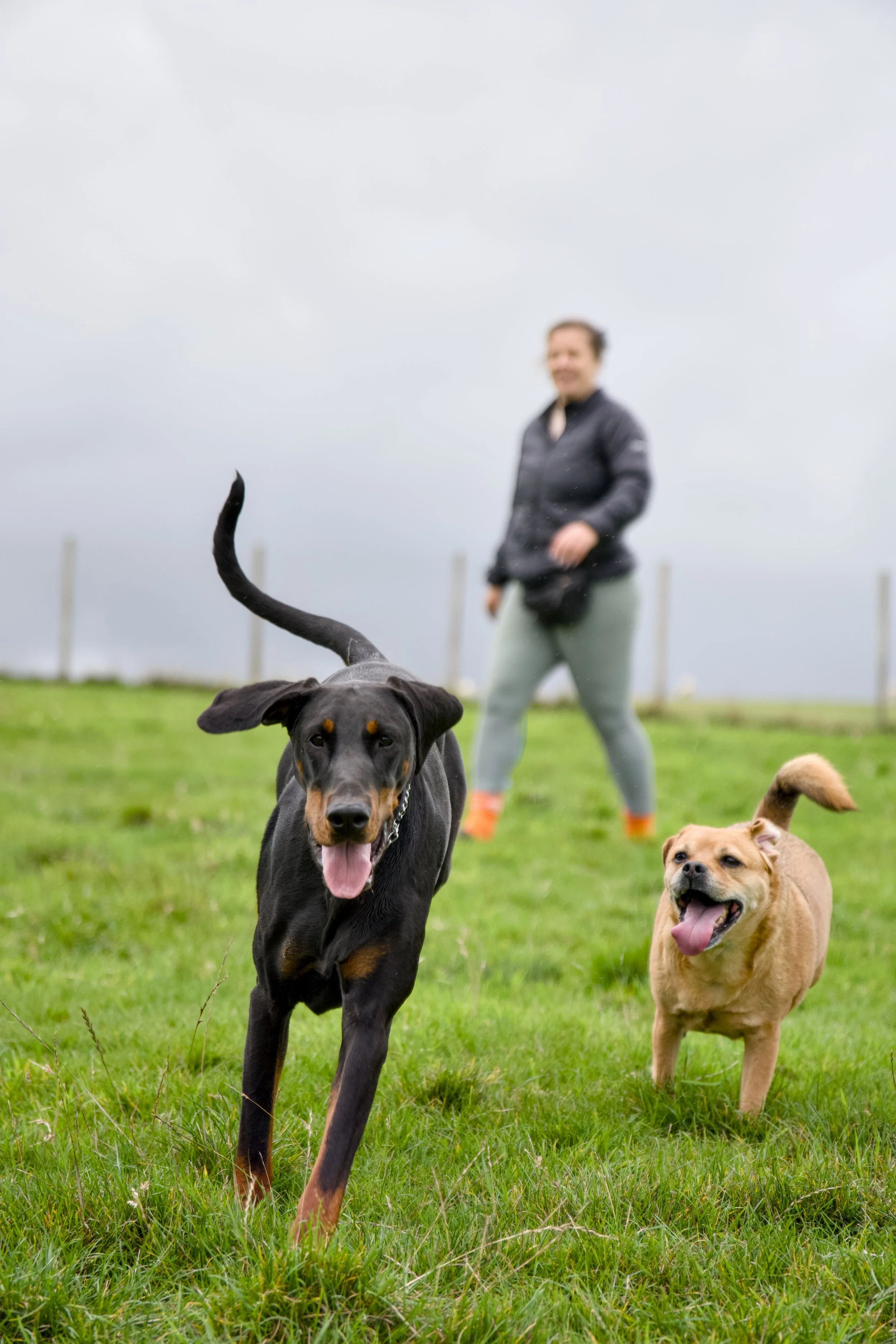 A black and tan dog running in the foreground, with a tan dog and a person in the background on a grassy field under an overcast sky.