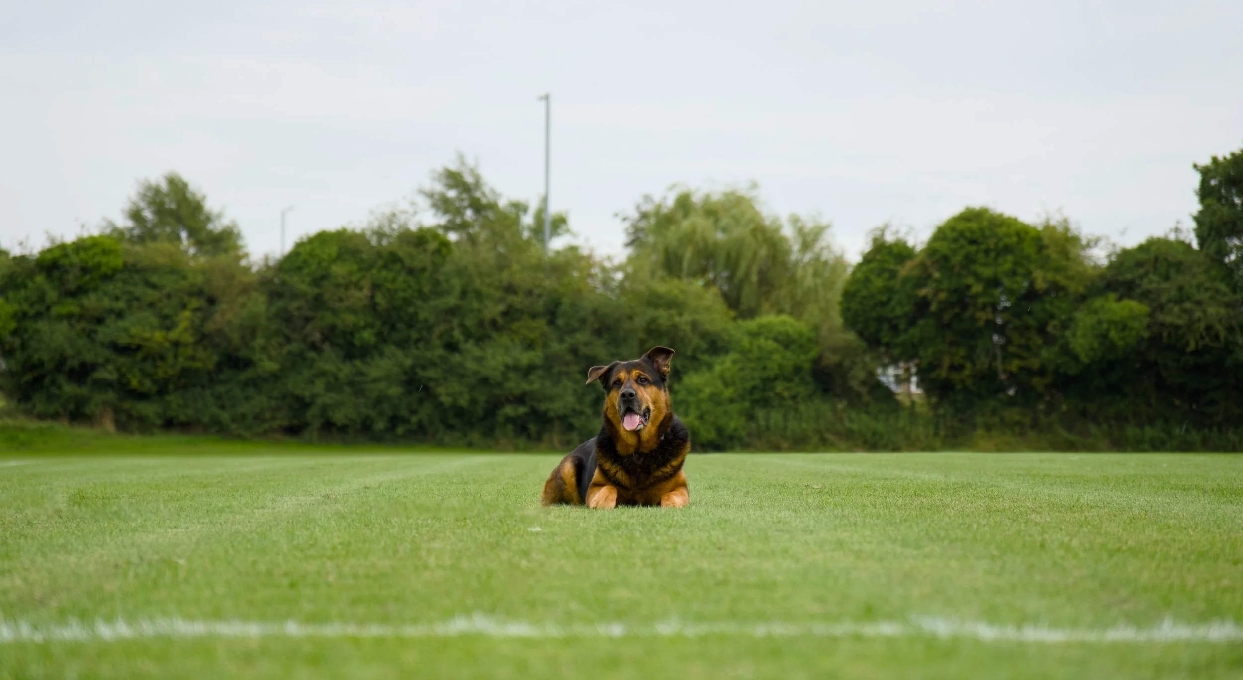 A dog lying on the grass field with trees and a cloudy sky in the background.