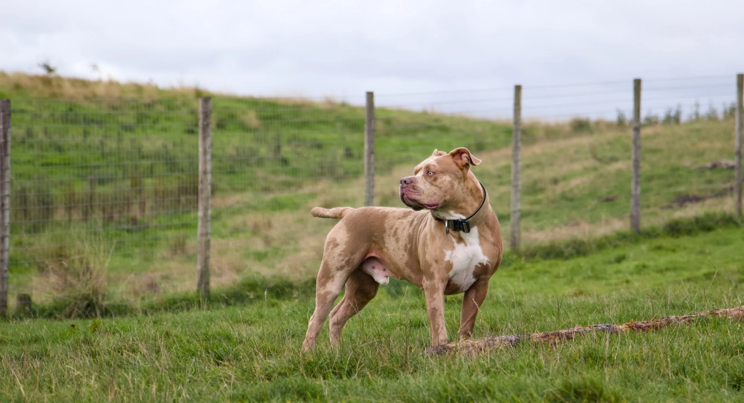 A brown and white dog with a muscular build and a collar standing on green grass in a fenced field, looking to the side.