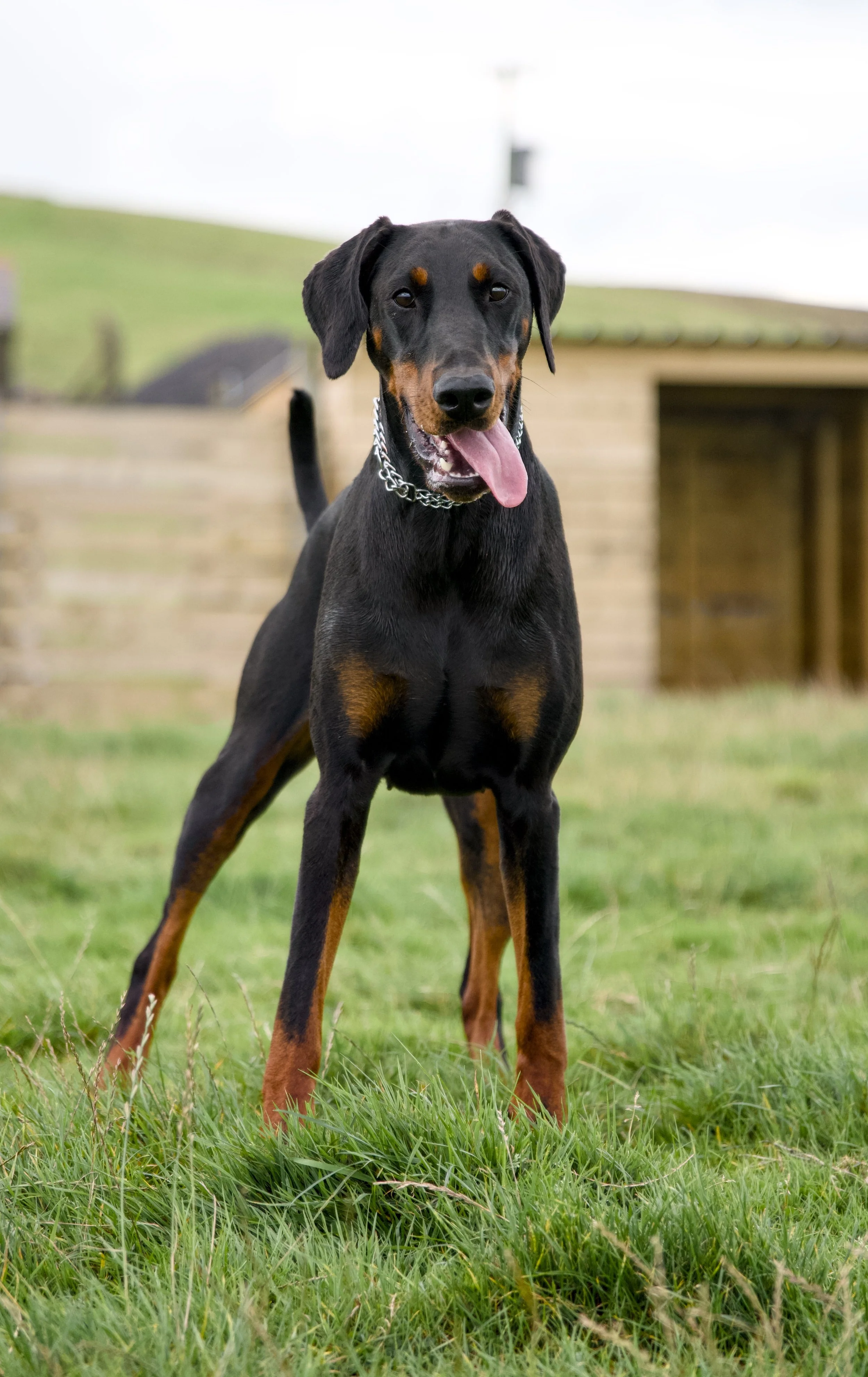 A black and tan Doberman dog standing outdoors on grass with a wooden shed in the background.