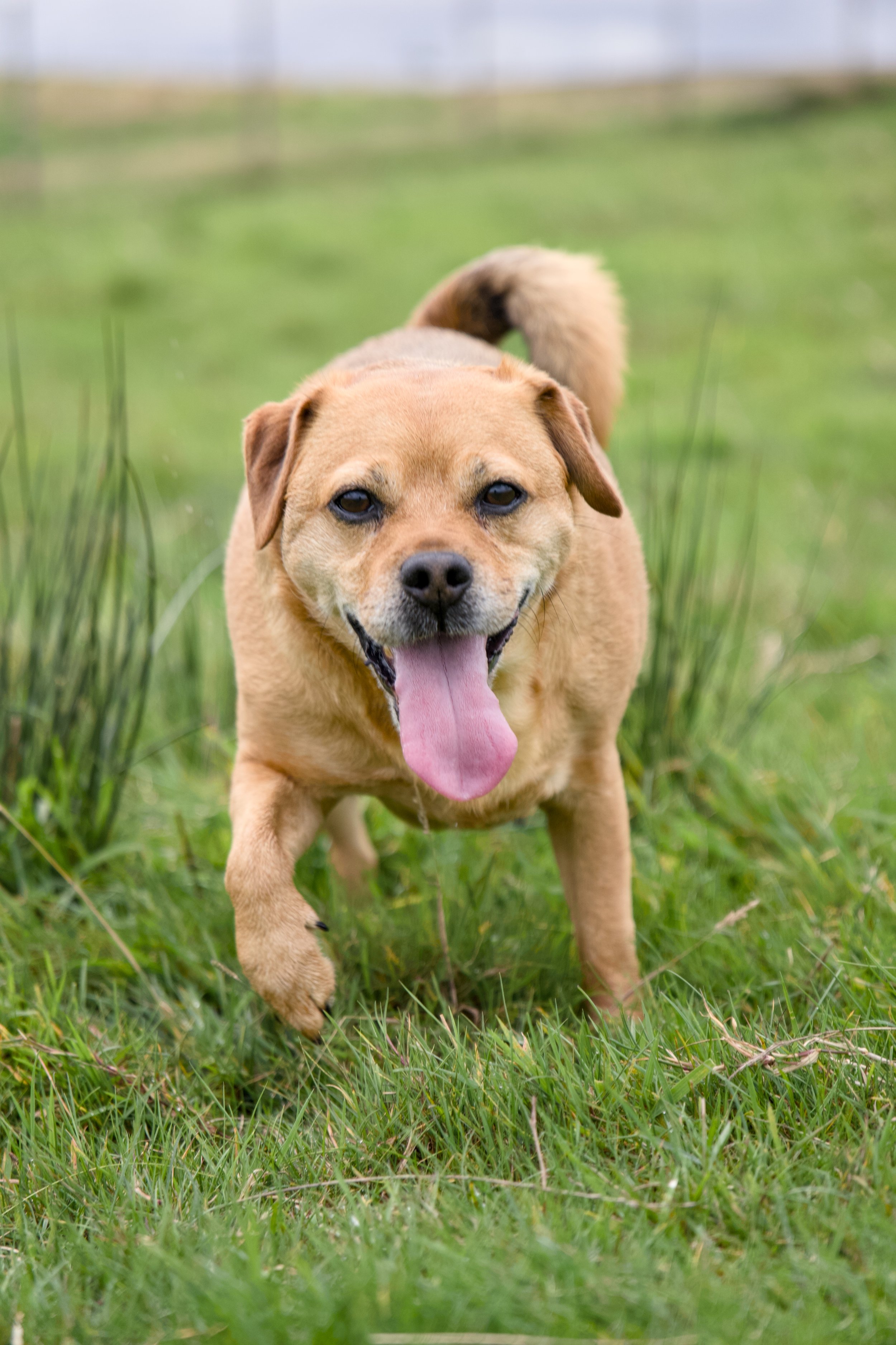 A happy brown dog with a long tongue walking through green grass in an outdoor field.