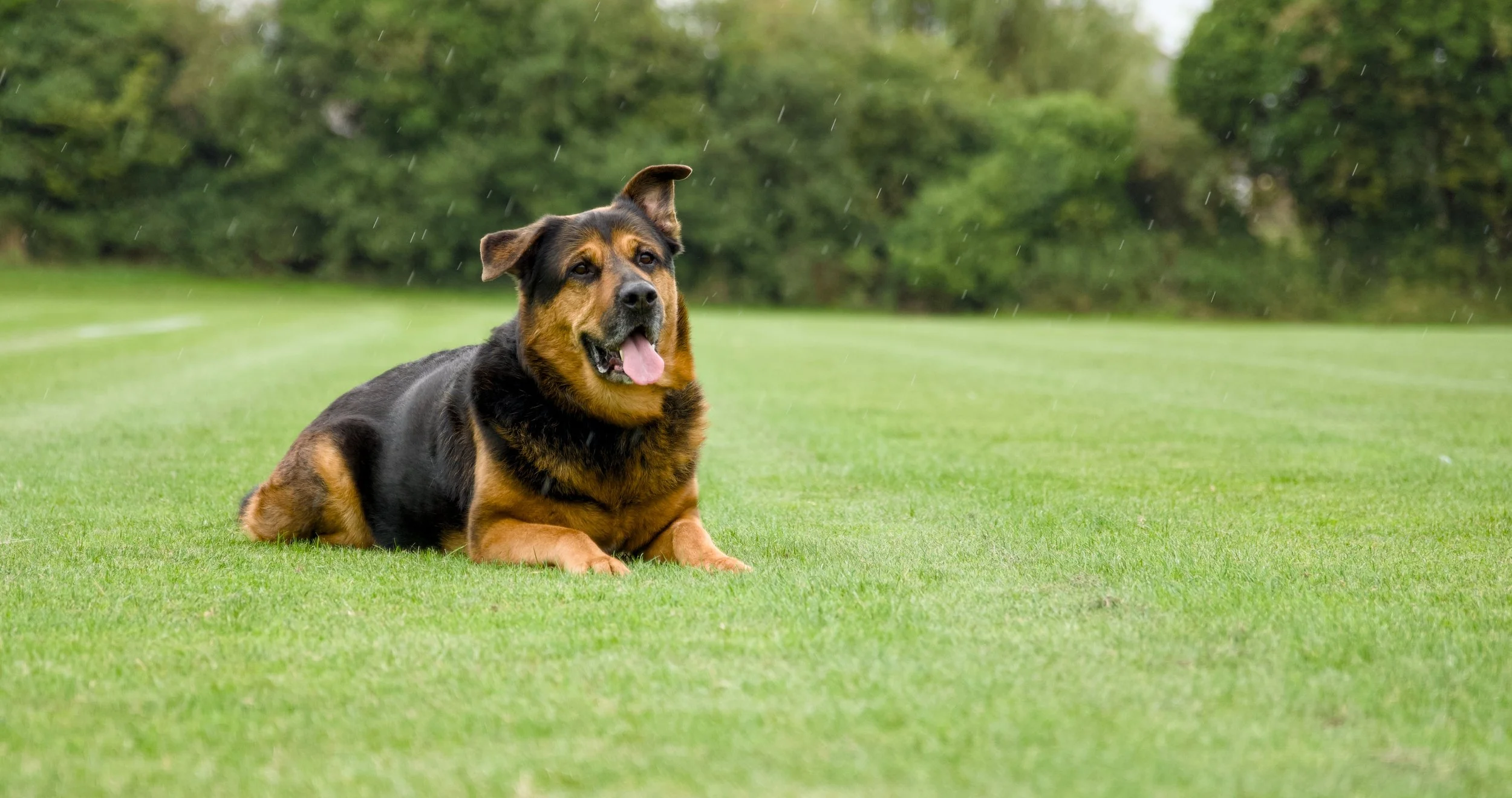 A black and tan dog lying down on a green grassy field with trees in the background, during rain.