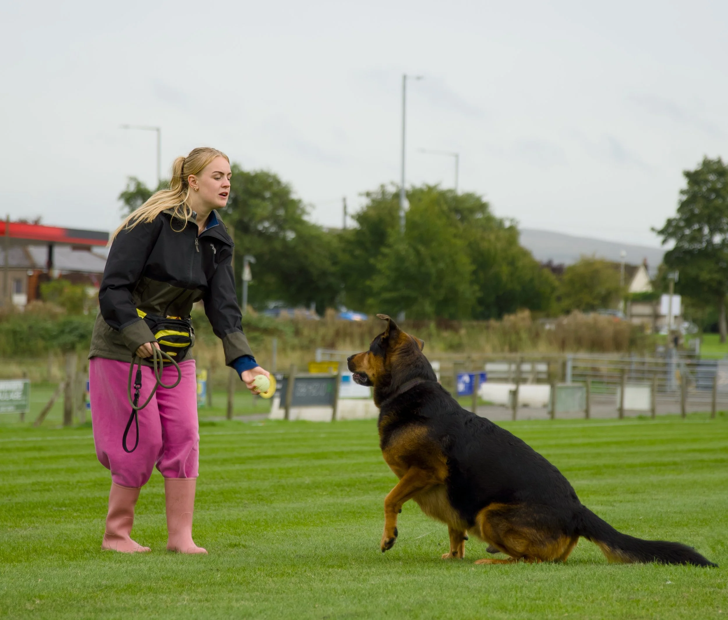 A woman in pink pants and a black jacket training a large German Shepherd in an outdoor grassy area on a cloudy day.
