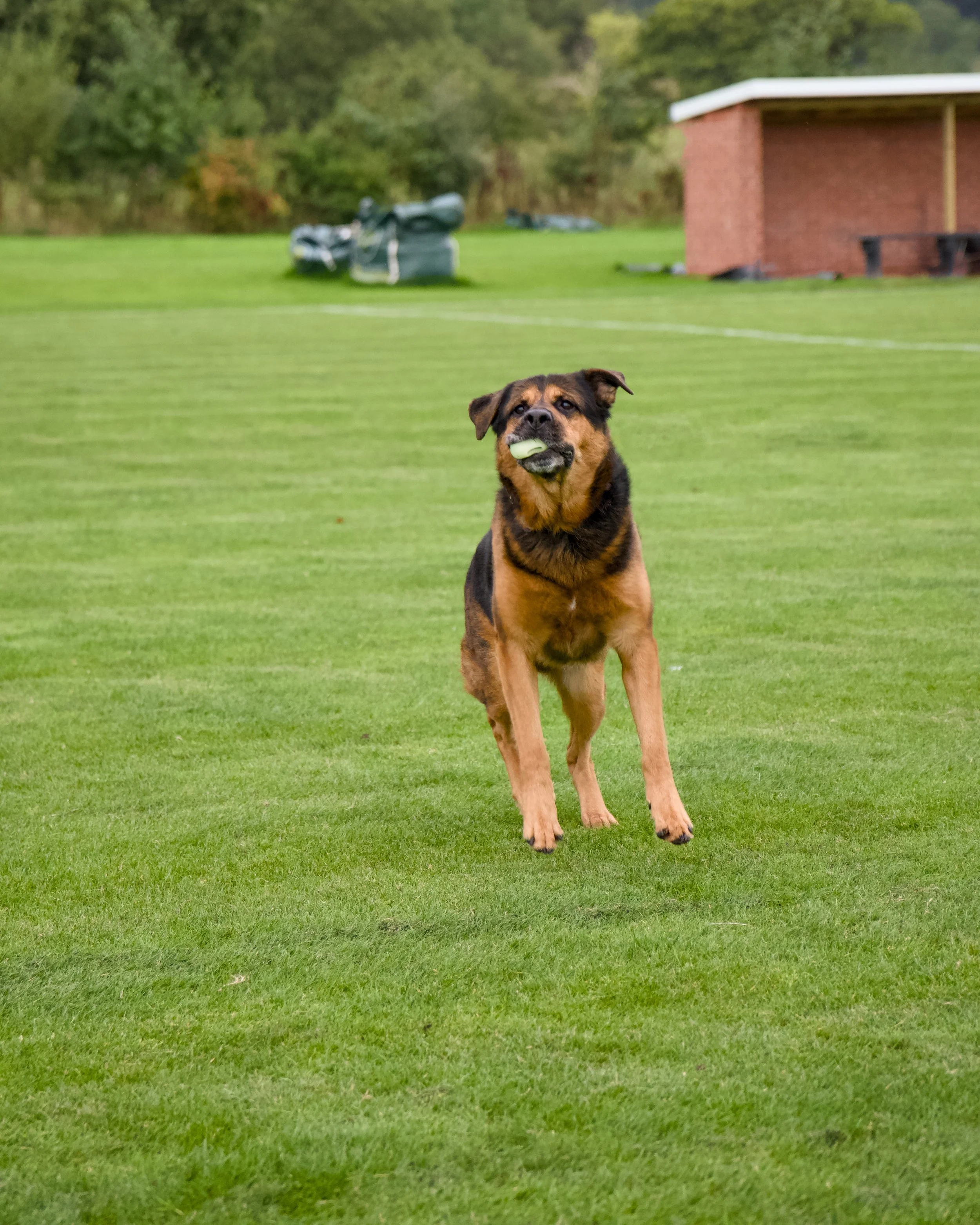 A dog with a tennis ball in its mouth, running on a green grassy field with trees and a brick building in the background.