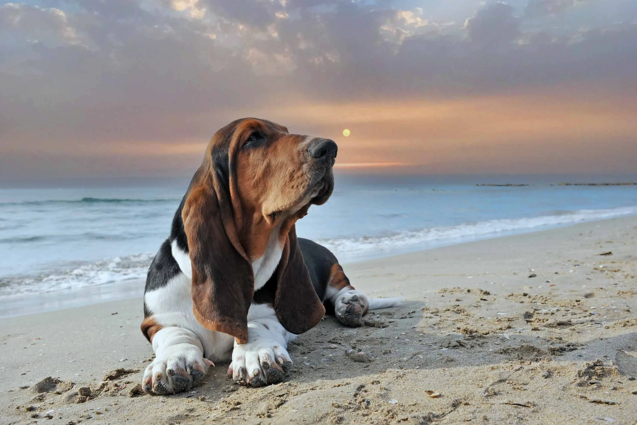 A Basset Hound dog lying on a sandy beach at sunset, with the ocean and clouds in the background.