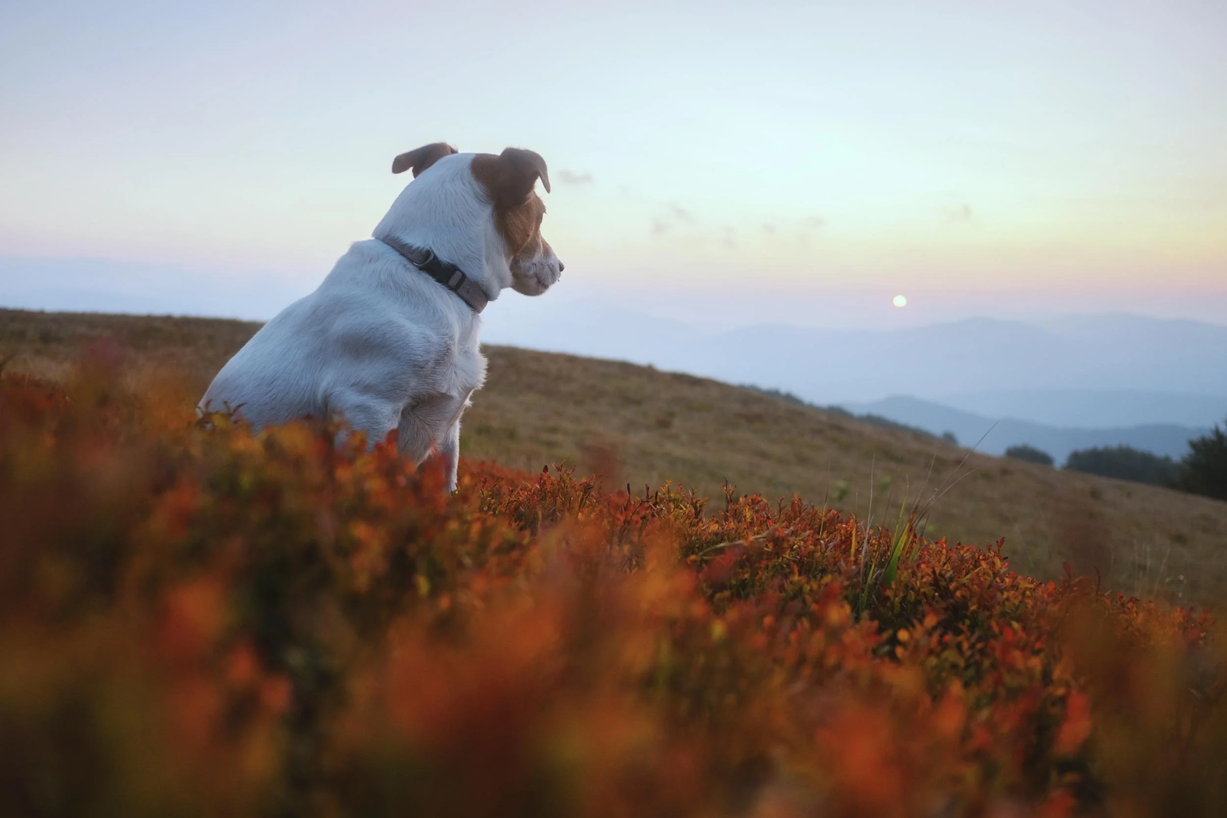 a dog looking over the downs at sunset