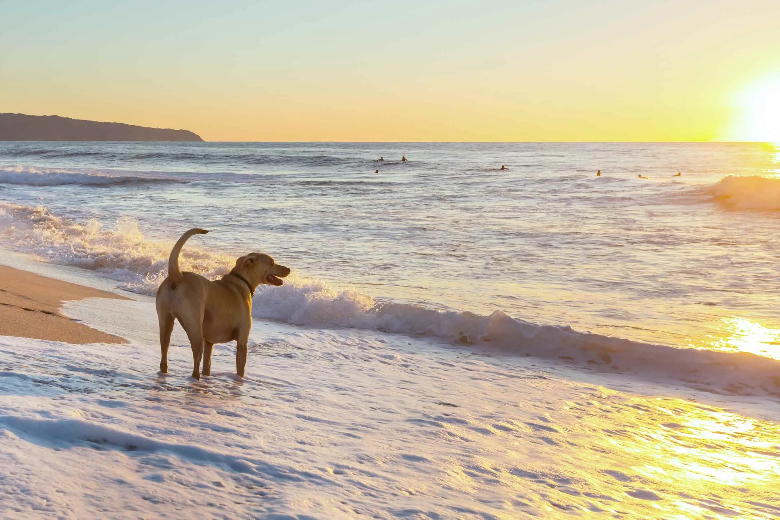 A dog standing on the beach near the ocean with the sun setting in the background, and surfers in the water.