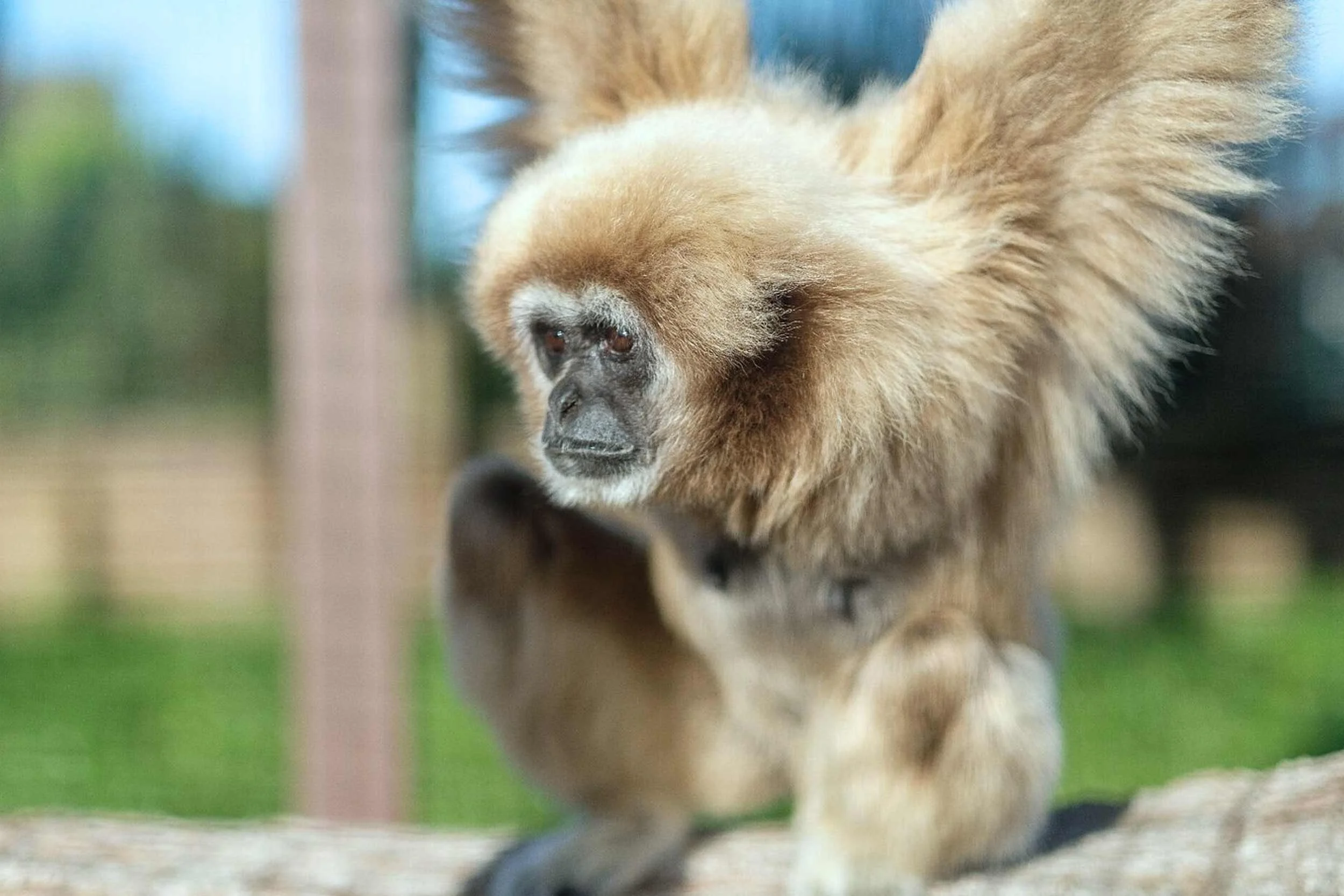 Close-up of a brown and tan dog with closed eyes, focusing on its face and fluffy fur, outdoors with blurred green background.