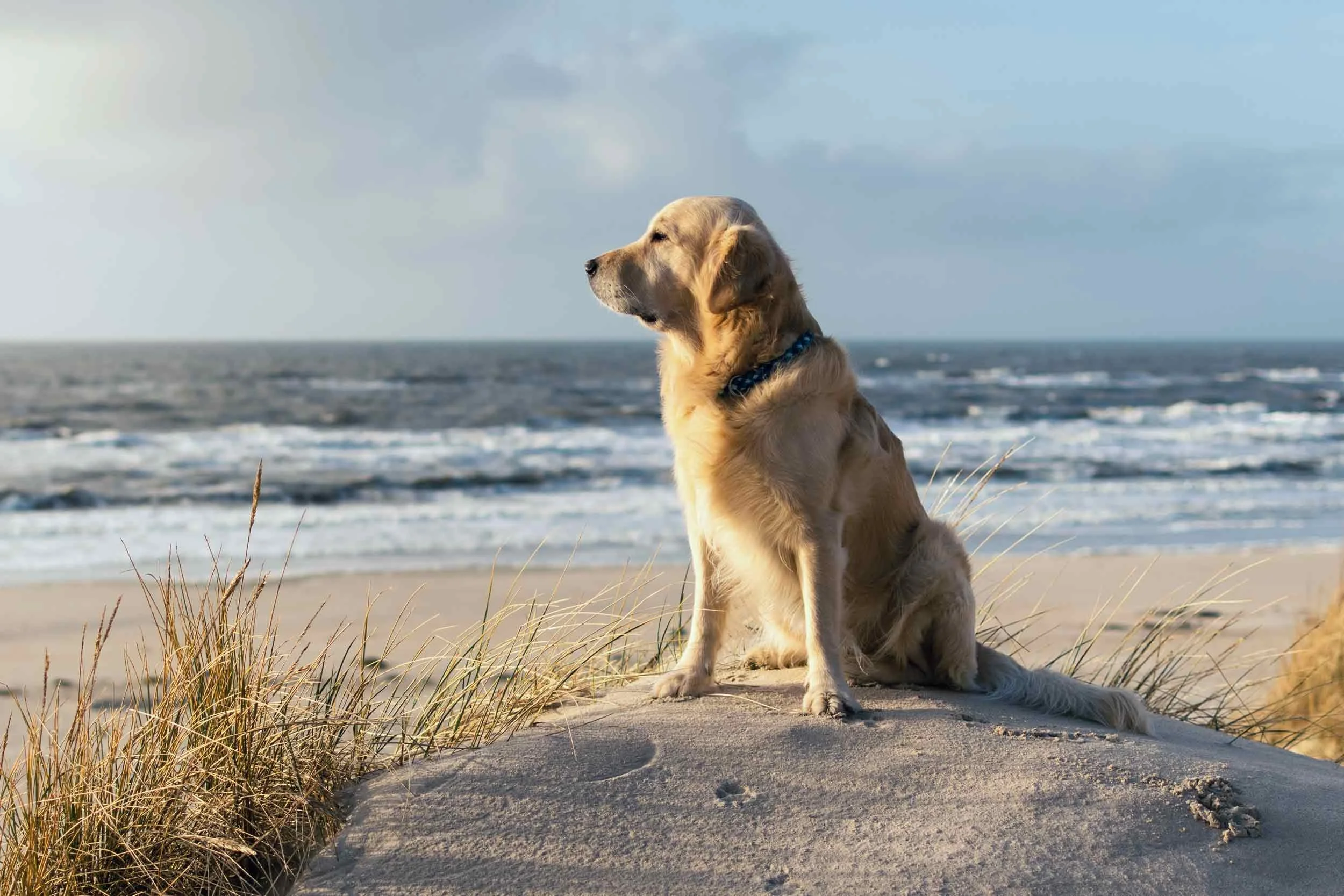 Golden retriever dog sitting on sandy beach with ocean waves and cloudy sky in the background.