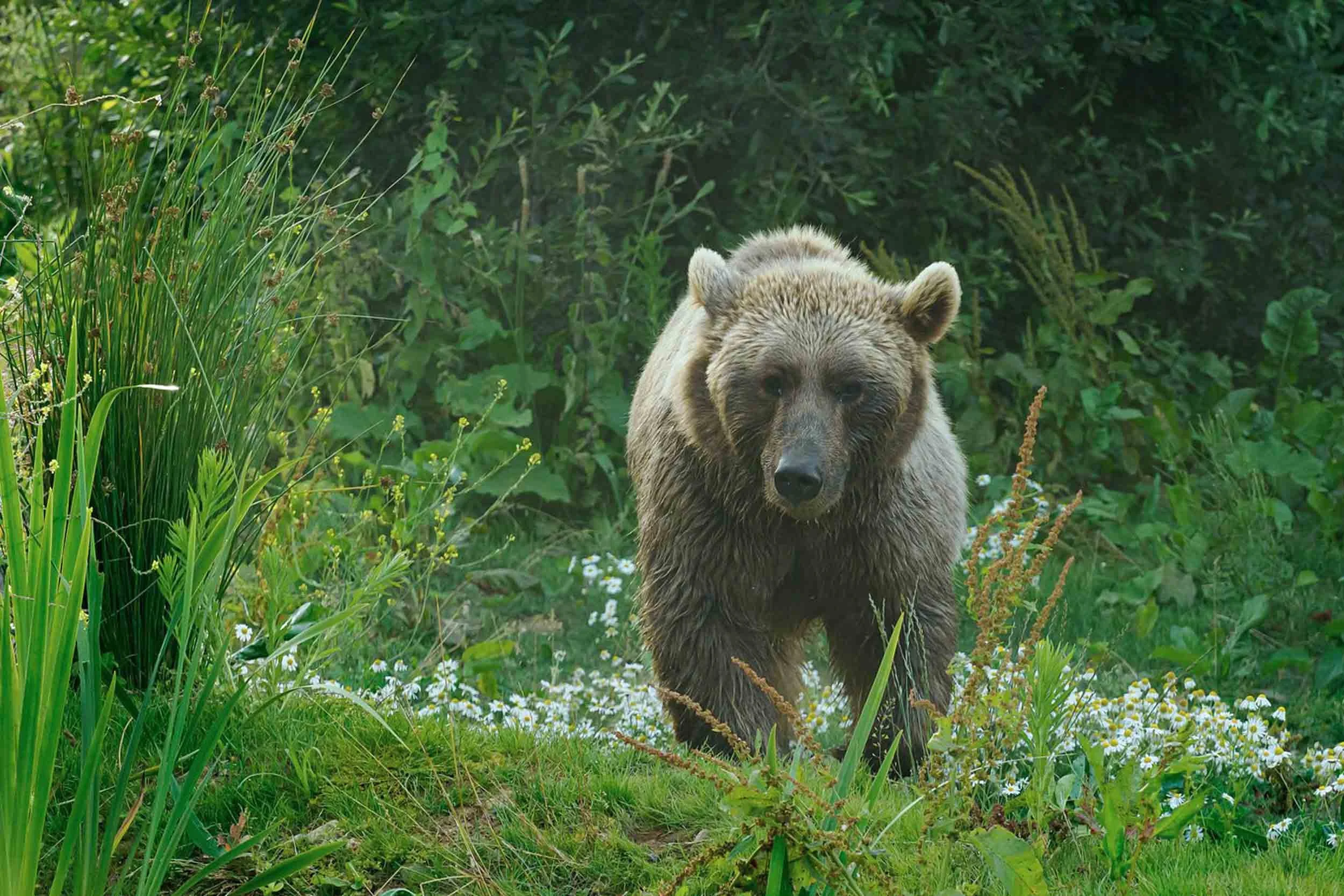 A bear standing in a lush green area with tall grass and wildflowers.