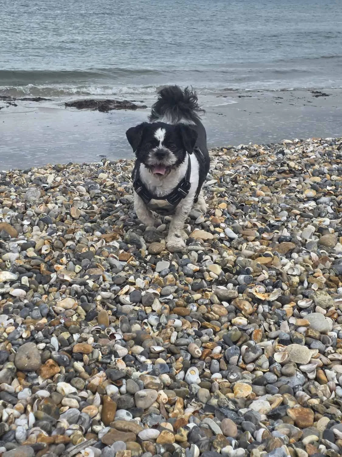 small dog walking on the beach