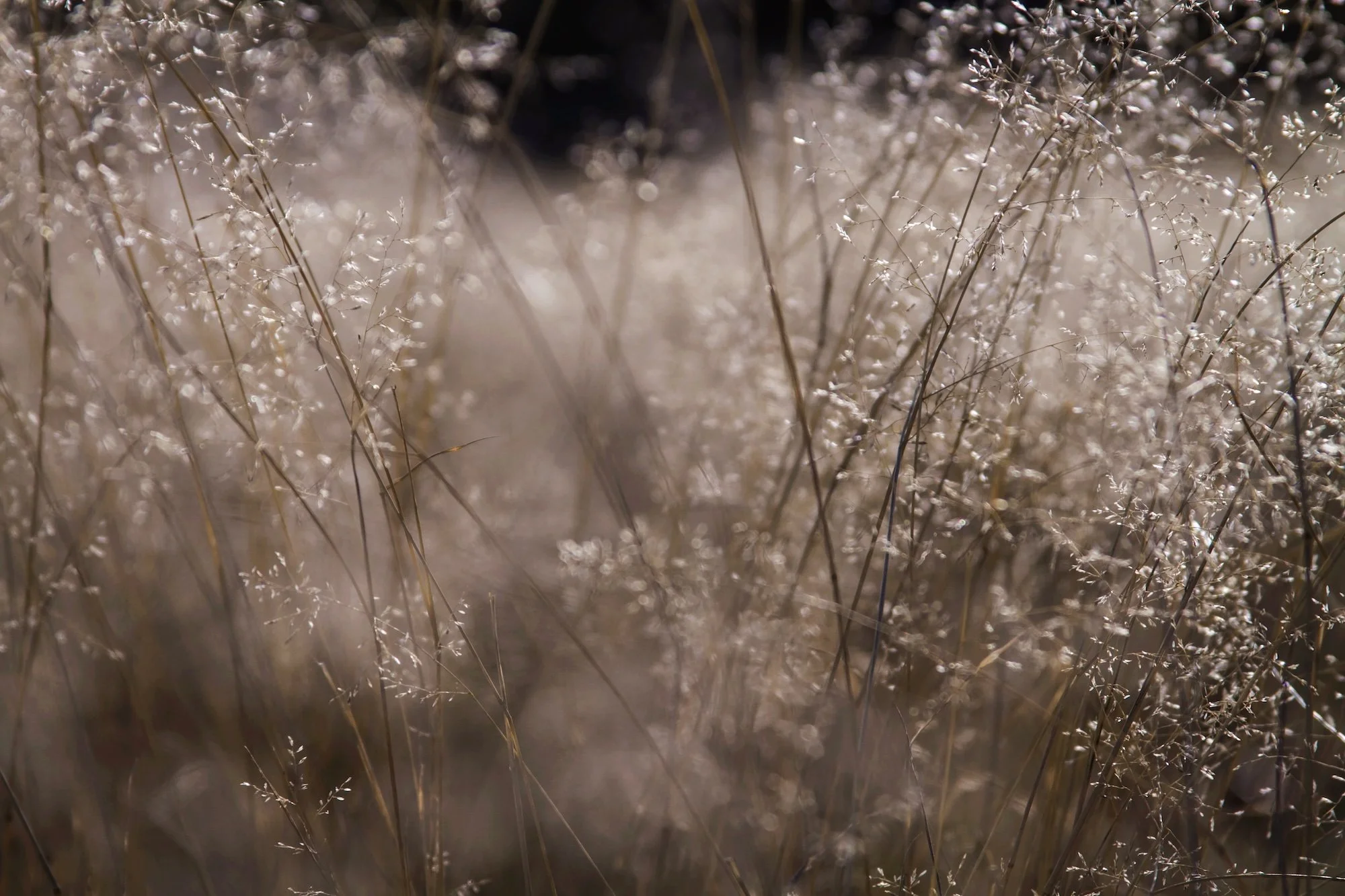 Close-up of prairie grass with tiny seed heads, illuminated by soft sunlight.