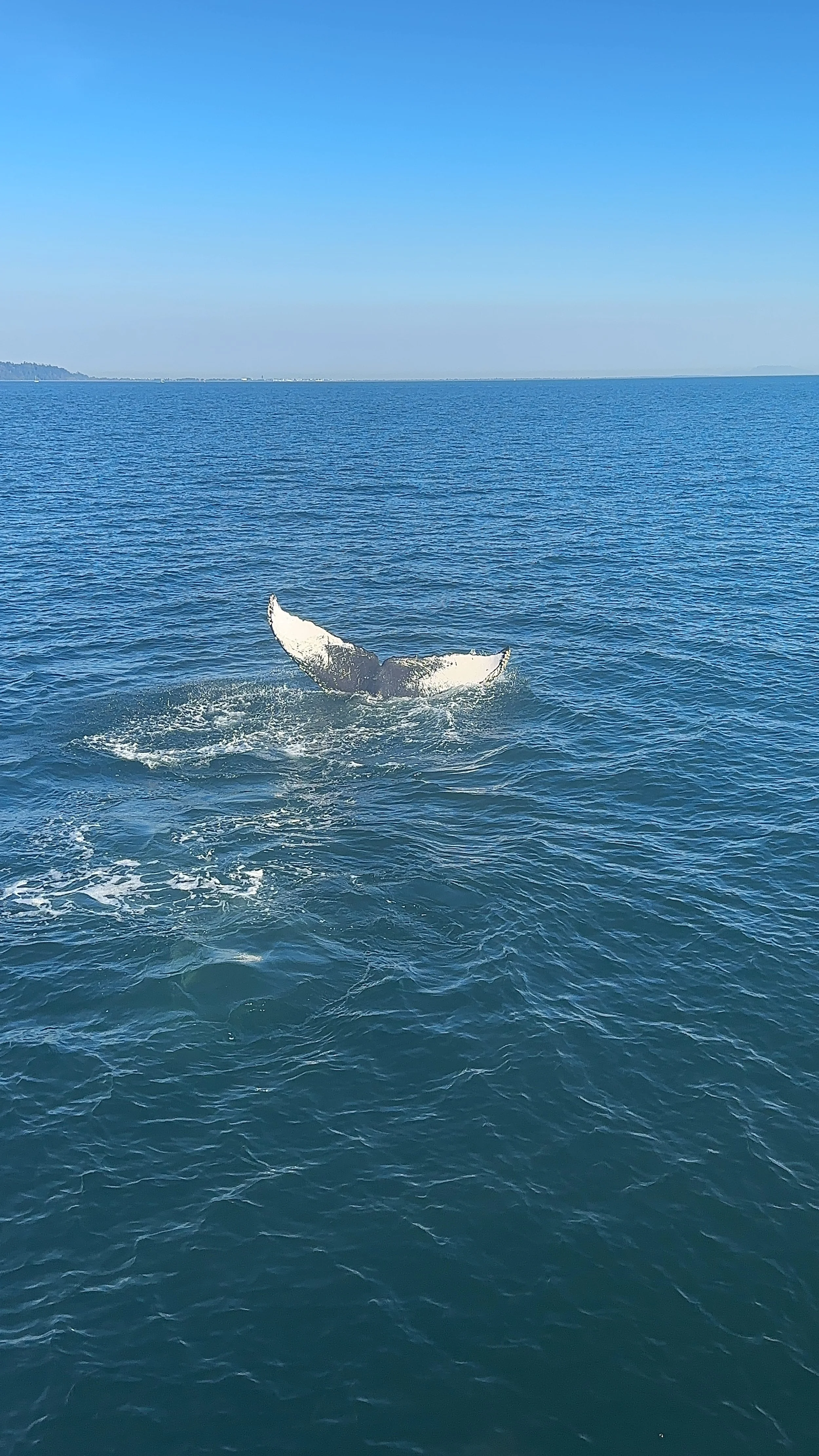 Stunning. No more words needed