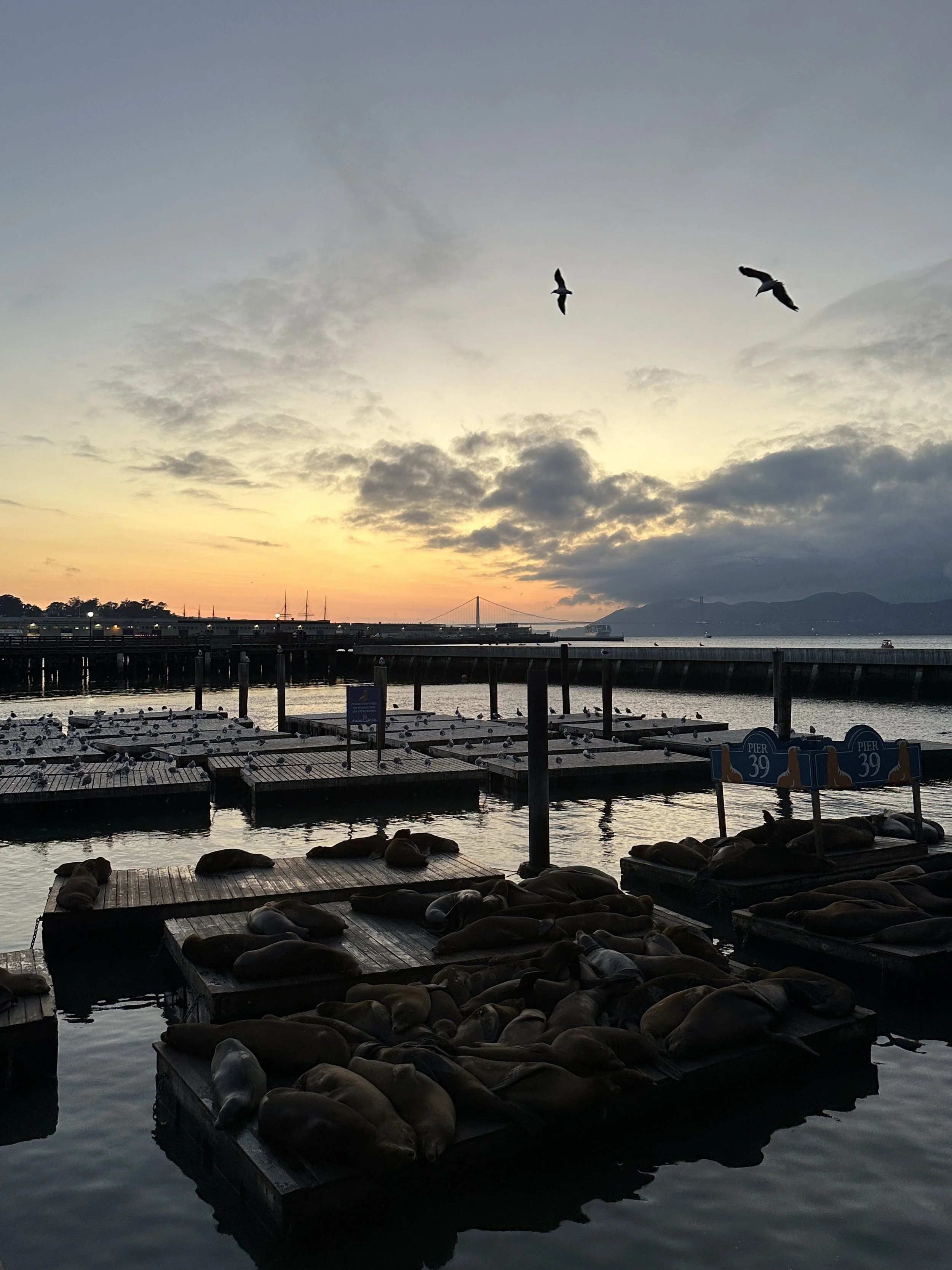 Pier 39 is one of San Francisco’s most lively waterfront spots.
With views across the bay, street performers, and the famous sea lions, the pier is full of movement and character.