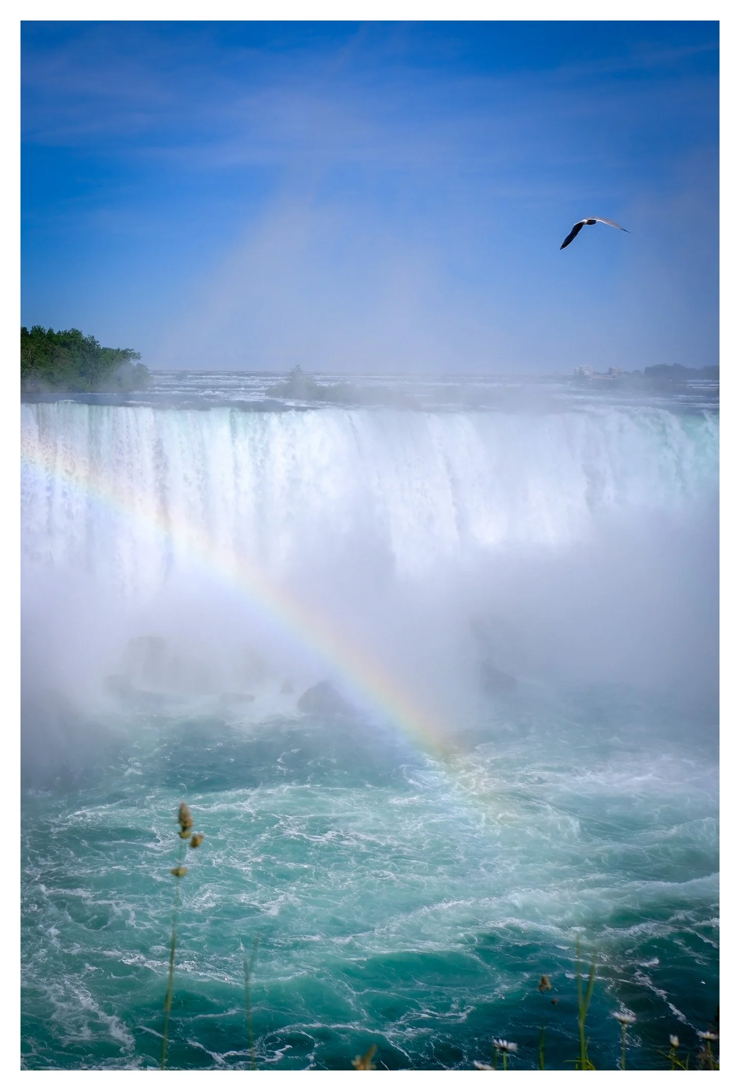 Roaring water, drifting mist, and a lone seagull gliding effortlessly above the falls create a scene of both energy and serenity. The vibrant colors make this unforgettable moment feel almost surreal.