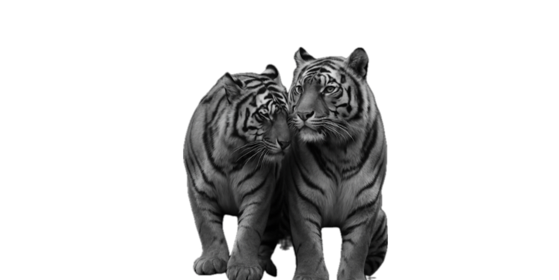 Two black and white tigers walking side by side against a white background.