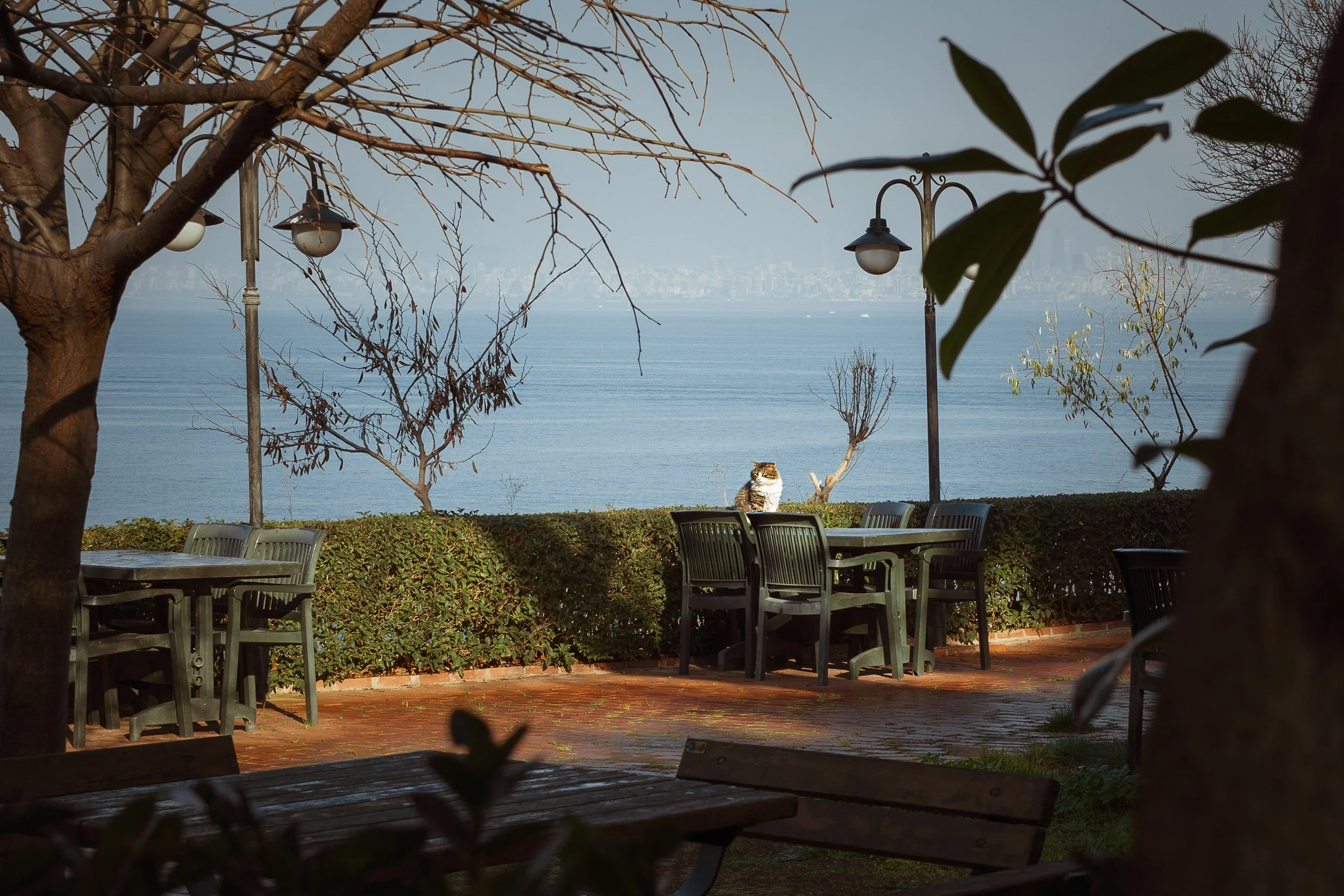 A scenic outdoor patio area overlooking a body of water with a city skyline in the background. There are several dark green tables and chairs, a few leafless trees, a hedge, and two street lamps. A cat is sitting on one of the tables, facing the came