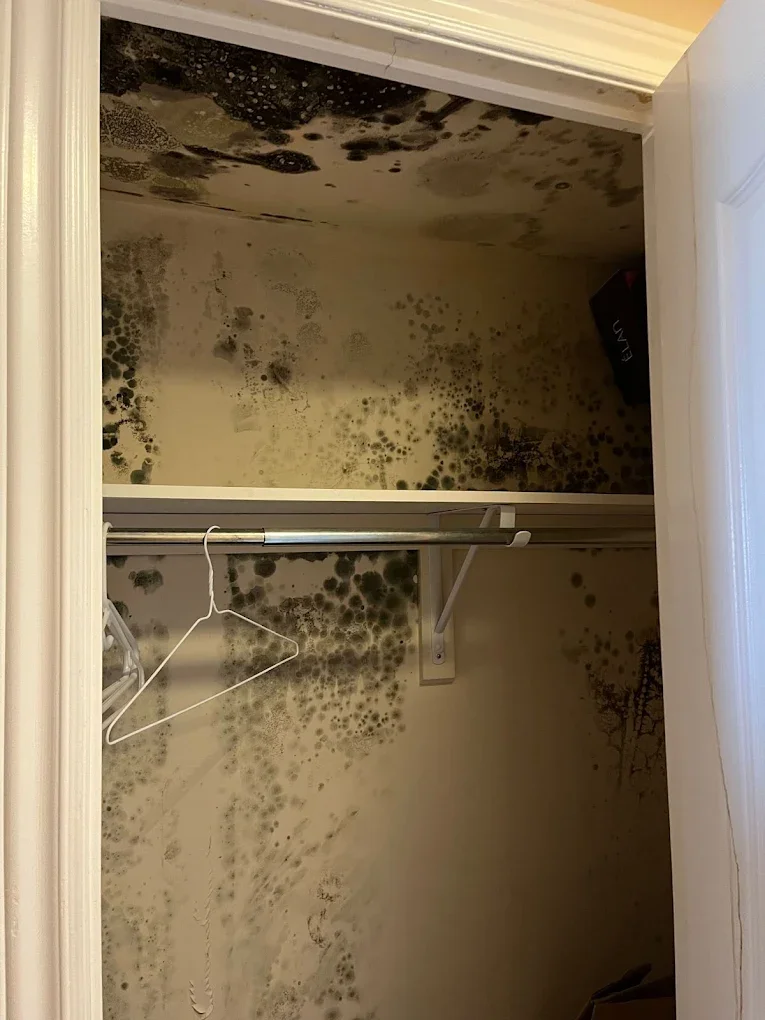 Mold Remediation