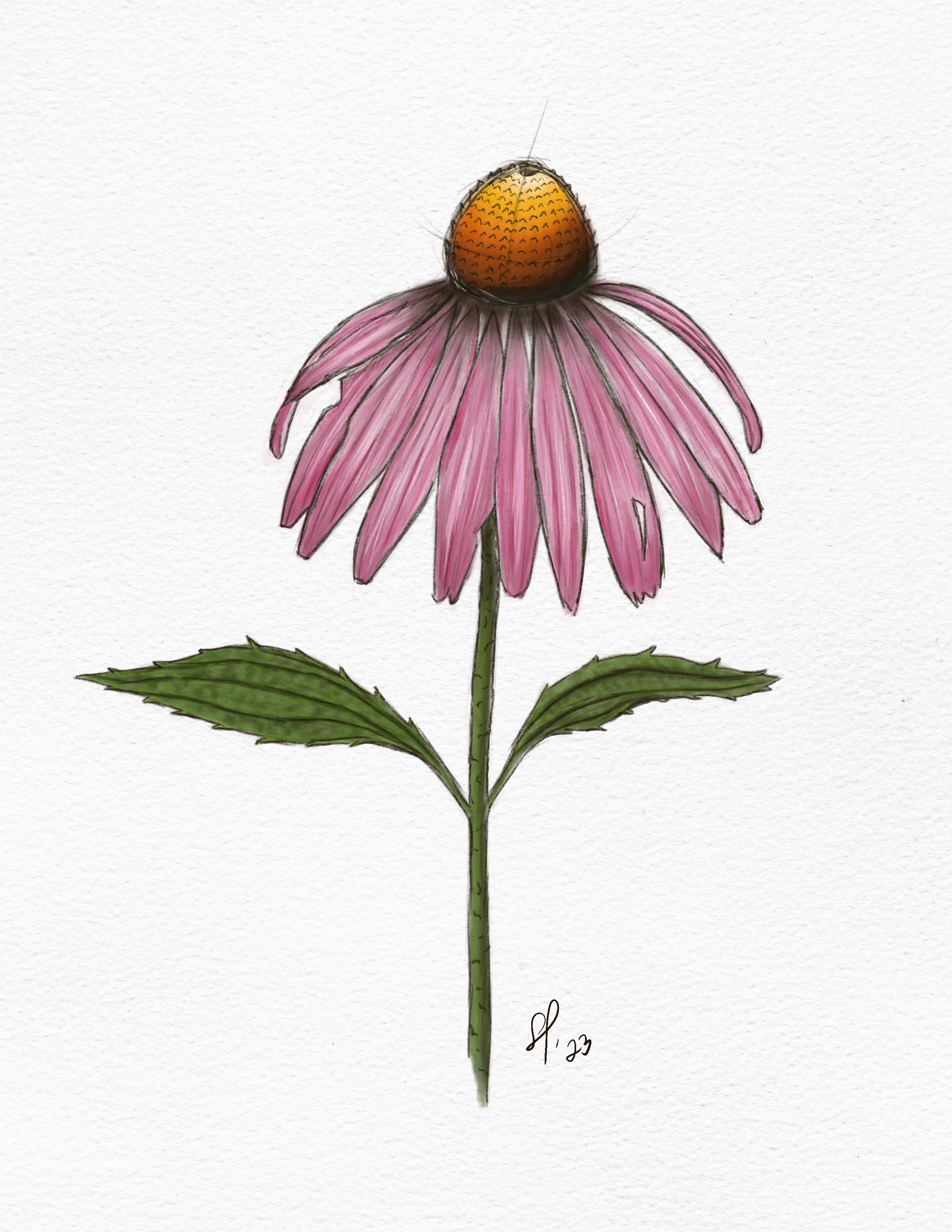 ,coneflower 2.png