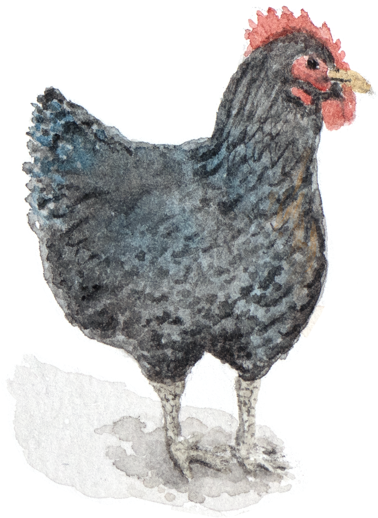 betty-2.png