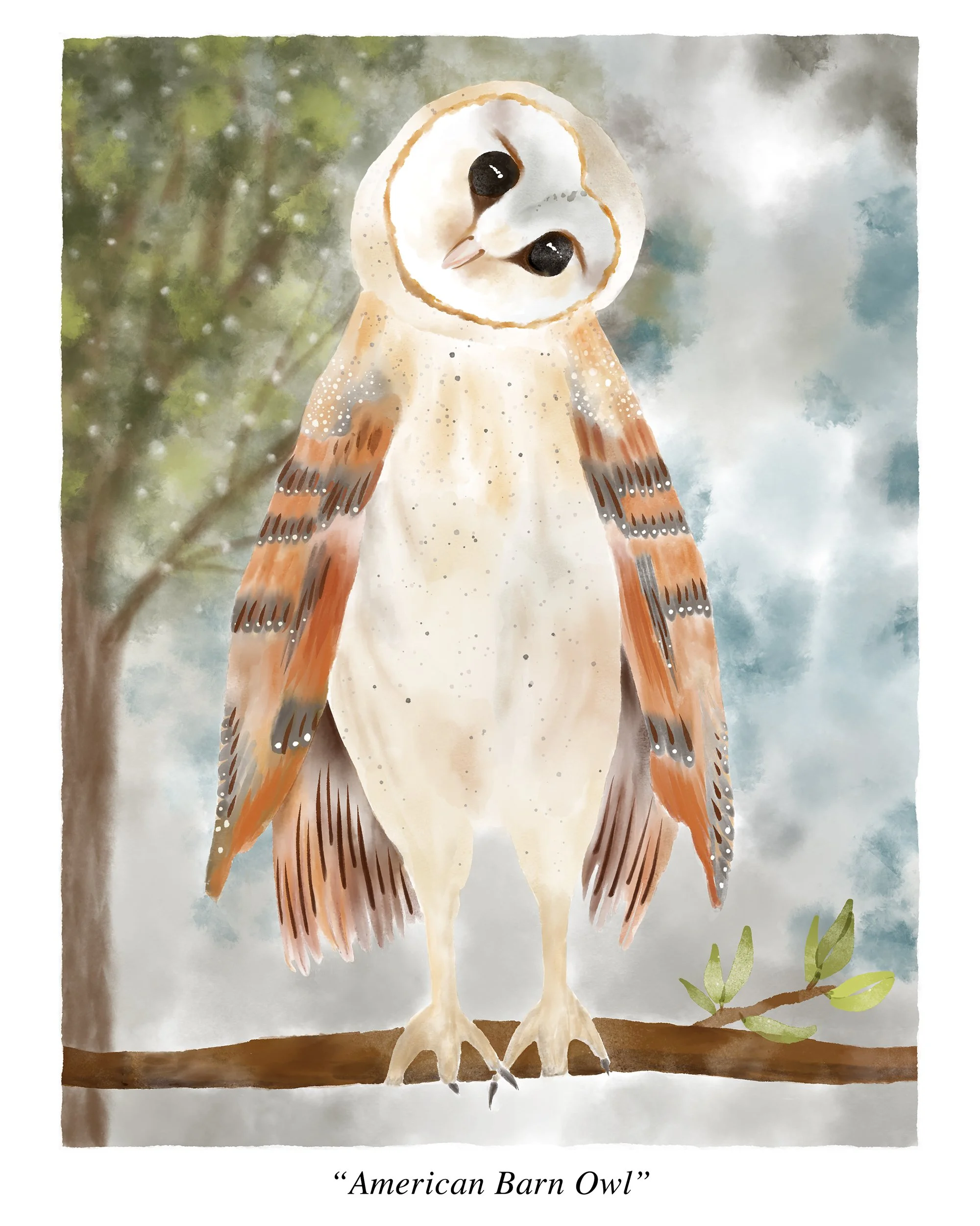 8x10_barn-owl.jpg