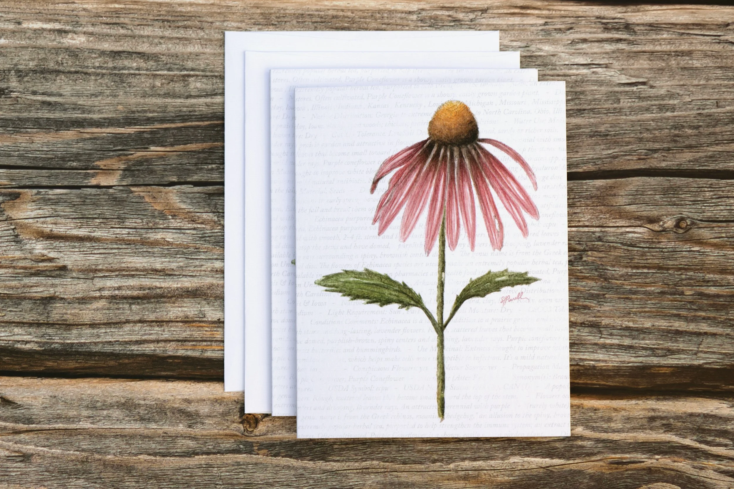 Coneflower (Watercolor) - Greeting Cards Notecard Set - 4.25"x5.5"