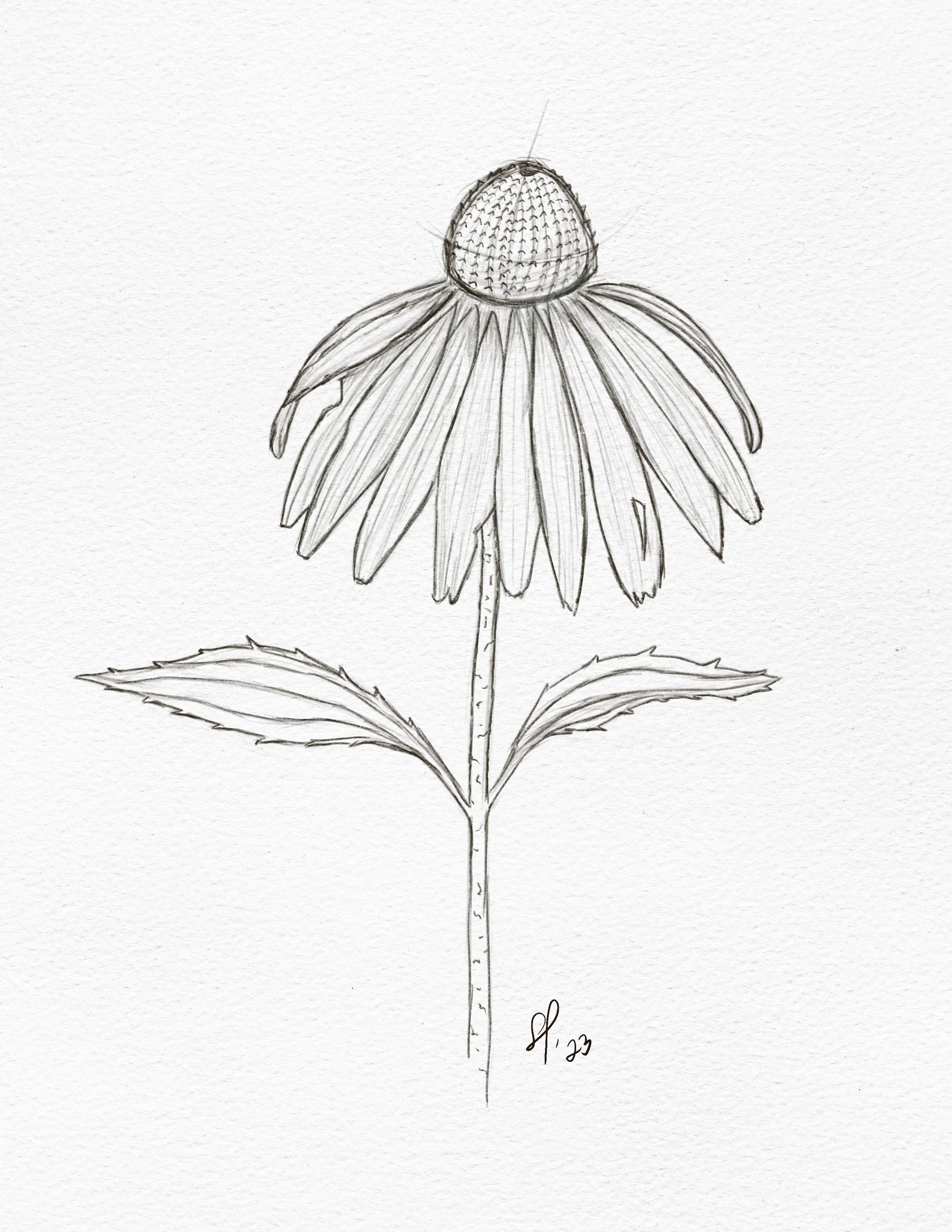 ,coneflower-sketch.jpg