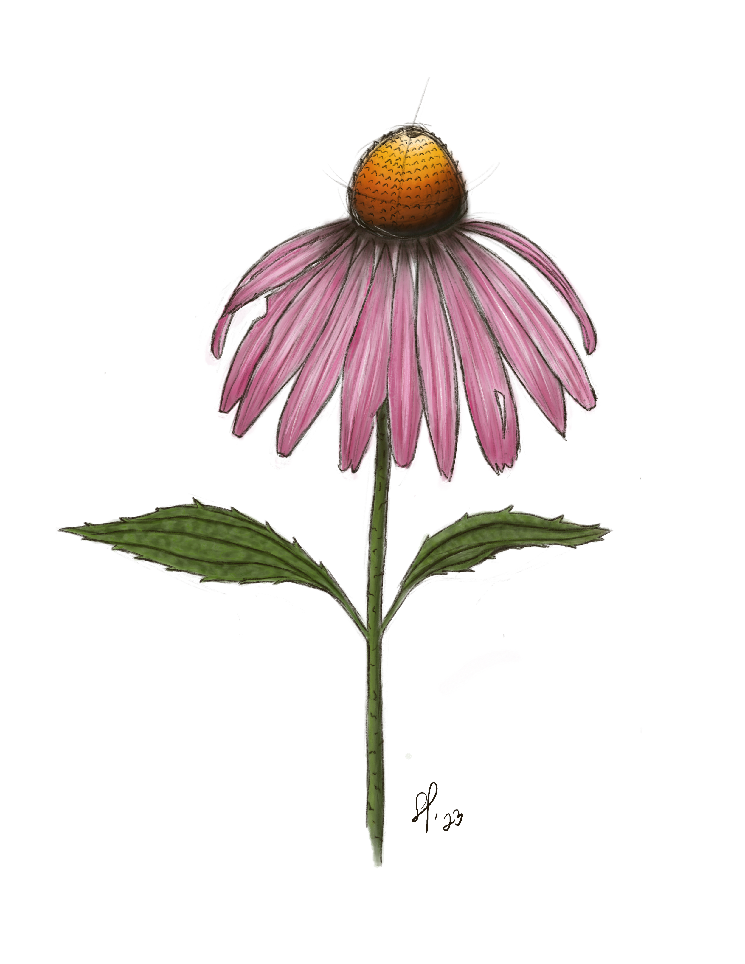 Coneflower
