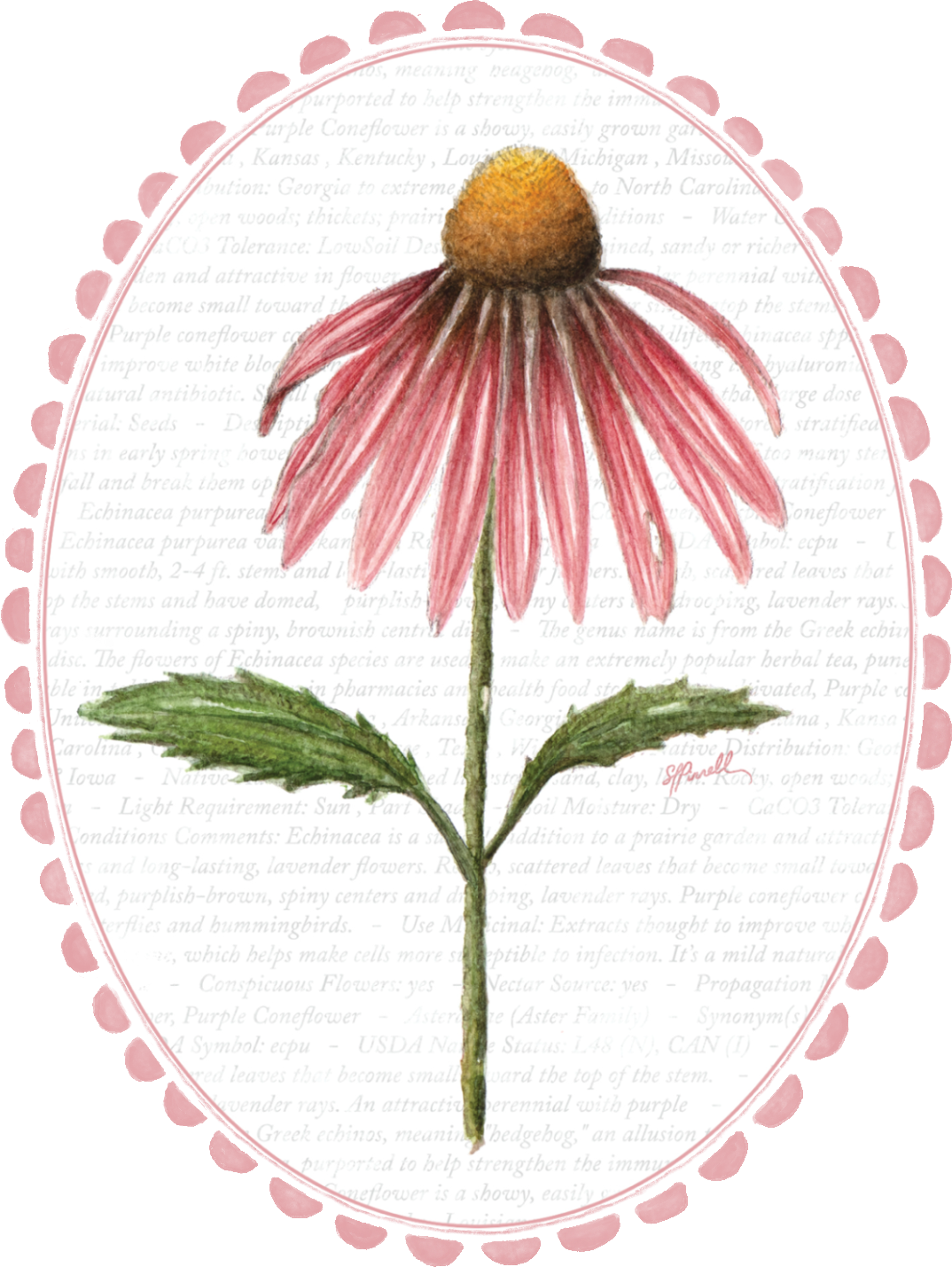 coneflower-final.png