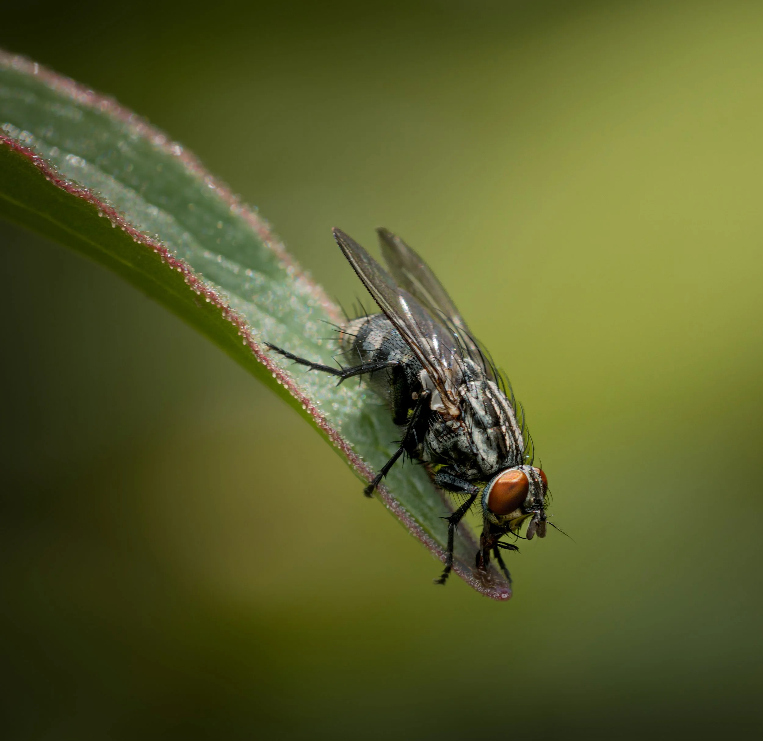 Bristle Fly