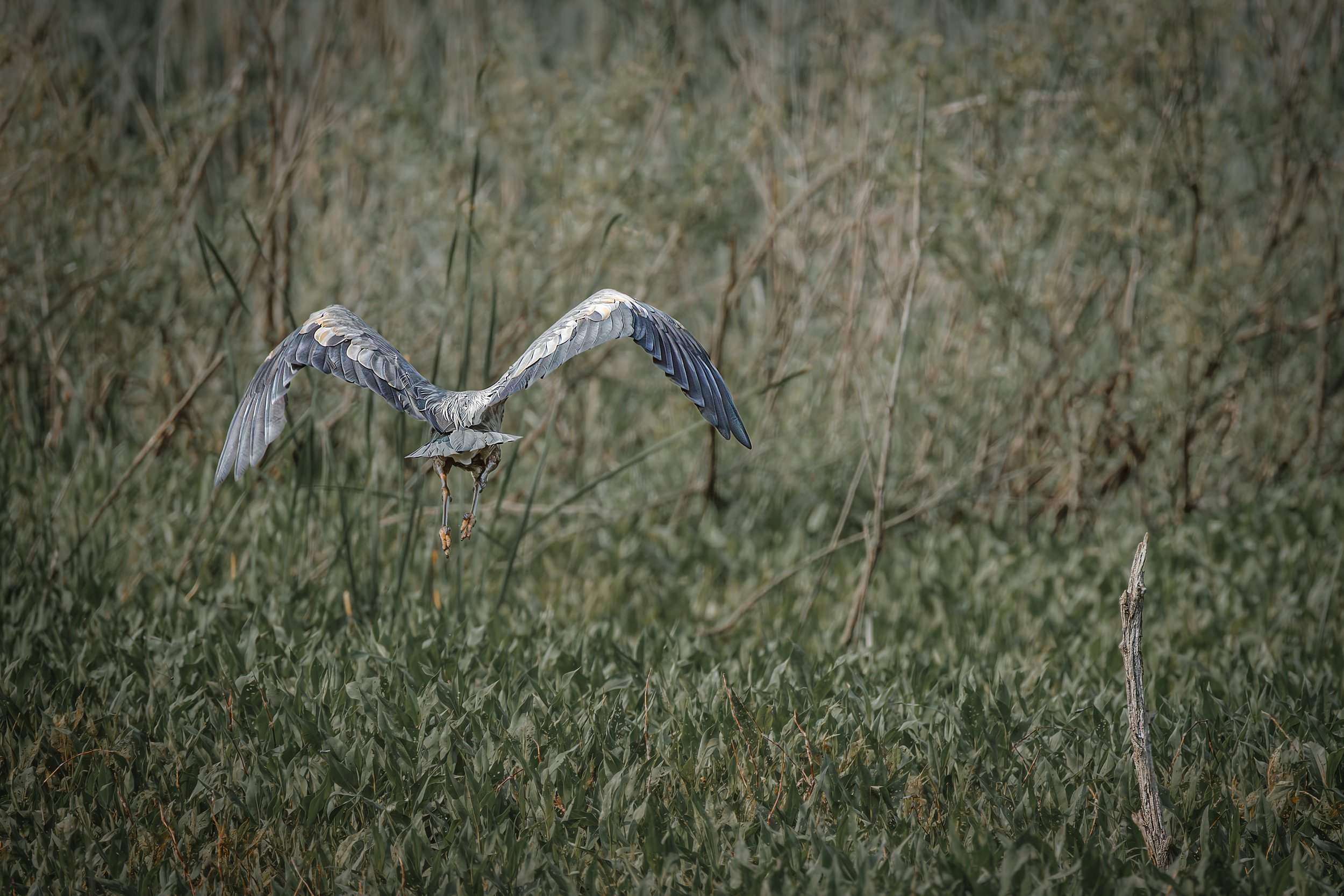 Blue Herring - Kiss My Tail Feather.jpg