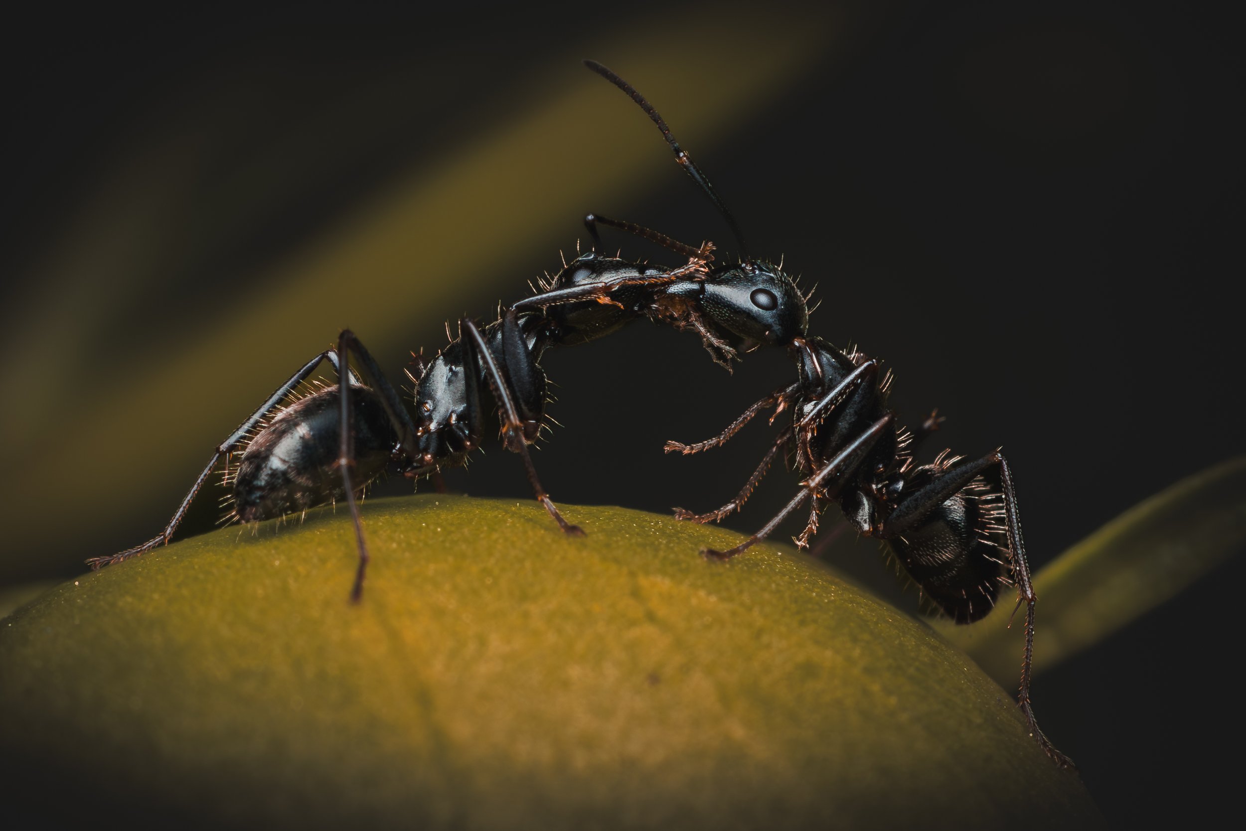 Ant exchange- (3-2).jpg
