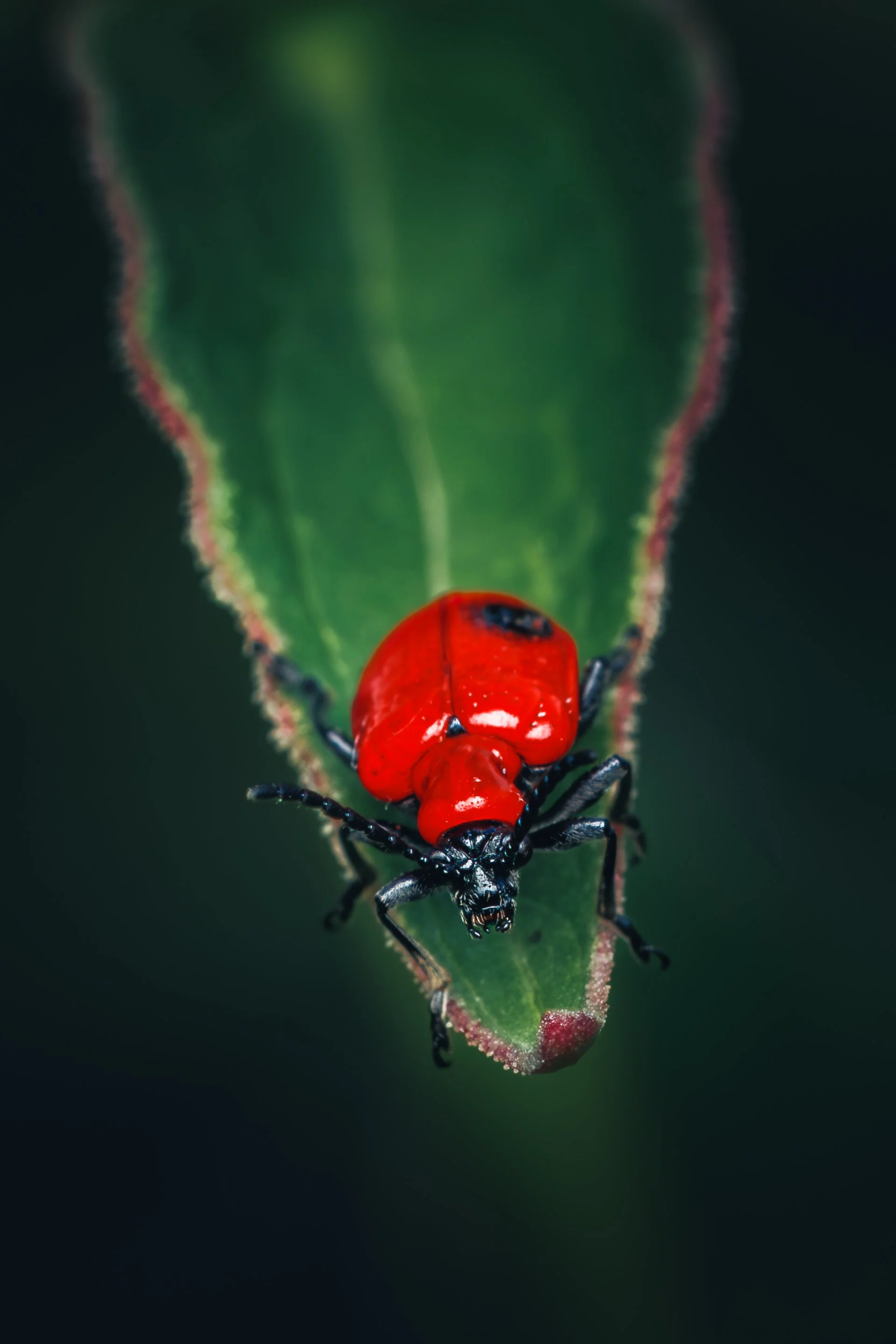 Red Milkweed Beetle