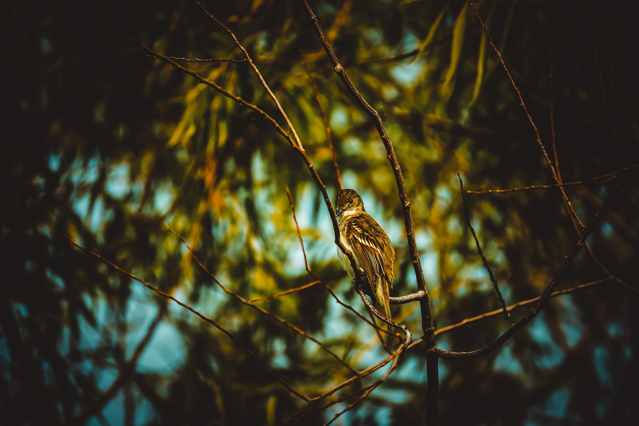 Yellow-bellied Elaenia - The Stare dwon.jpg