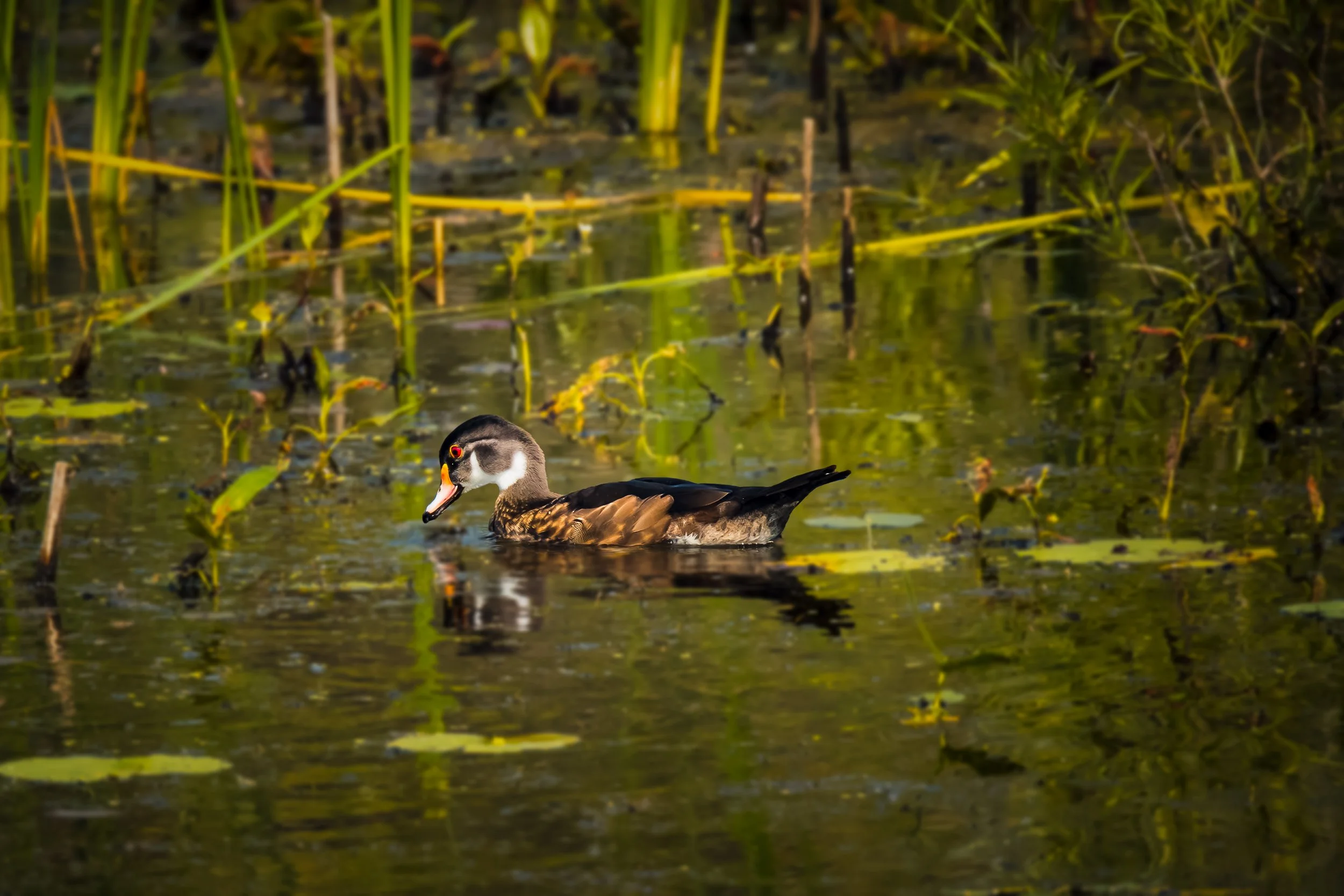 Wood Duck - Peaceful Swim.jpg