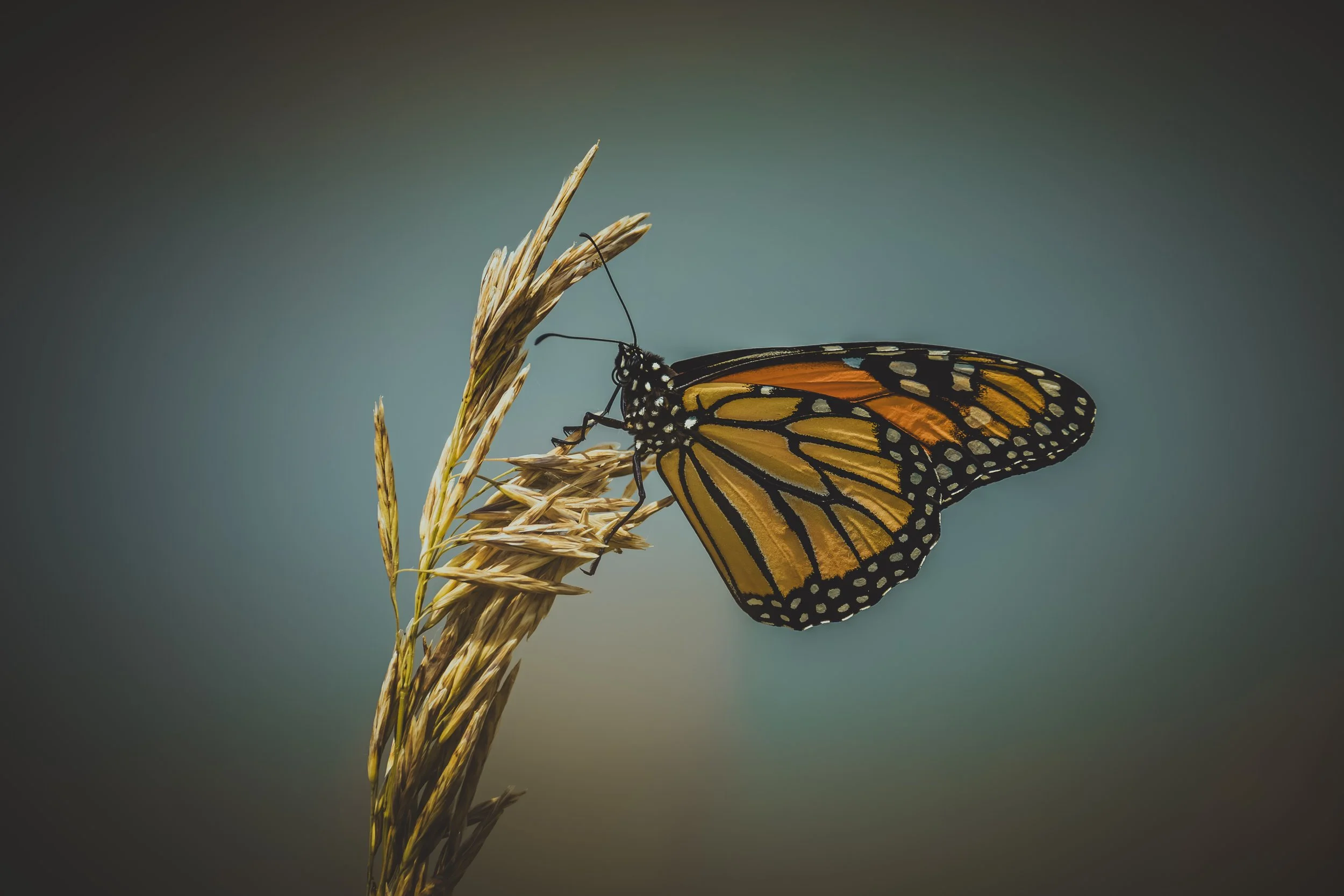 Butterfly (Monarch) - Taking a RestB.jpg