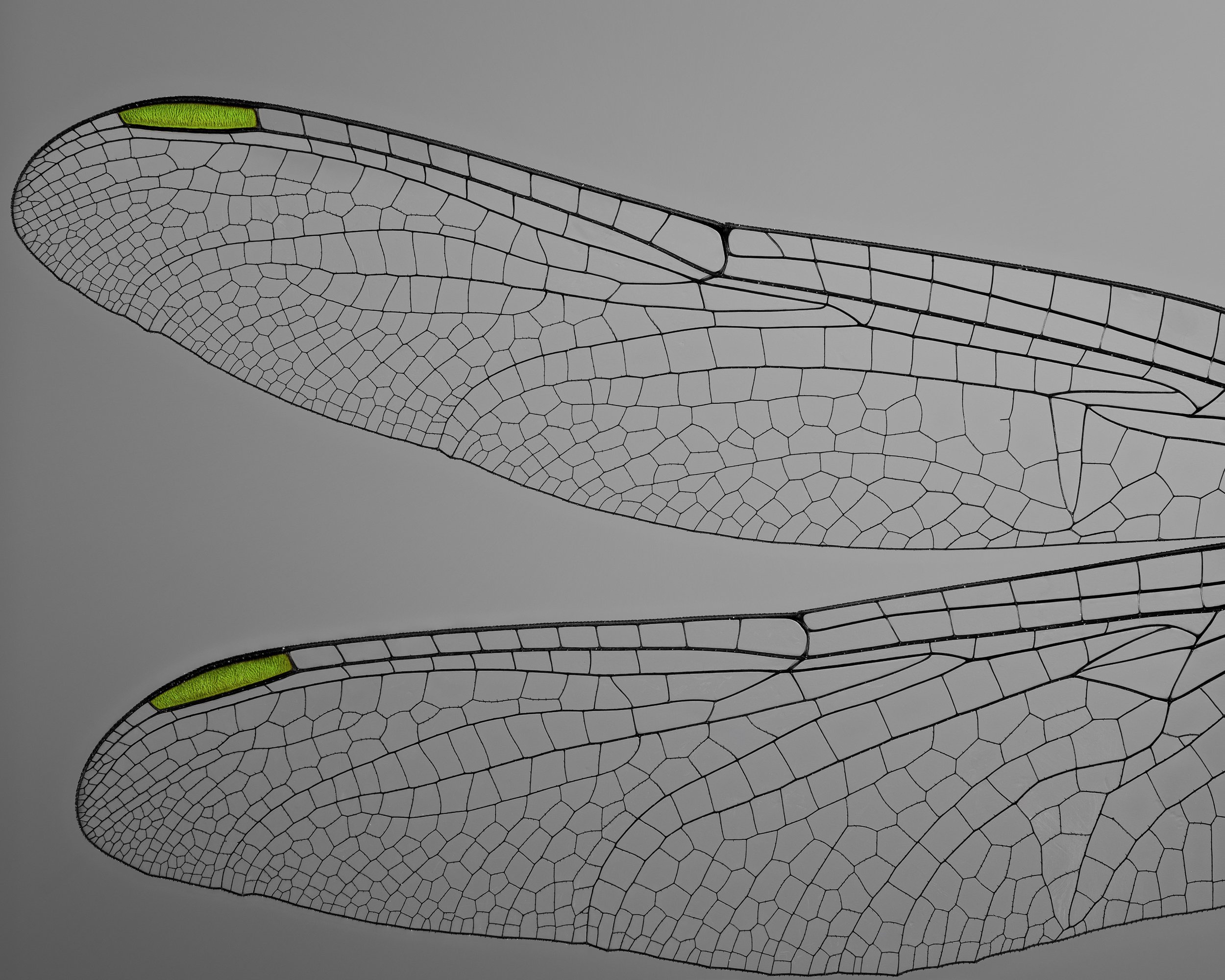 Master No LOGO- 2025-06-2025 - 2025-06-27 09-56-54 (B,R7,S1) copy -2025-06-27 09-56-54 (B,R7,S1) copy 2.jpg