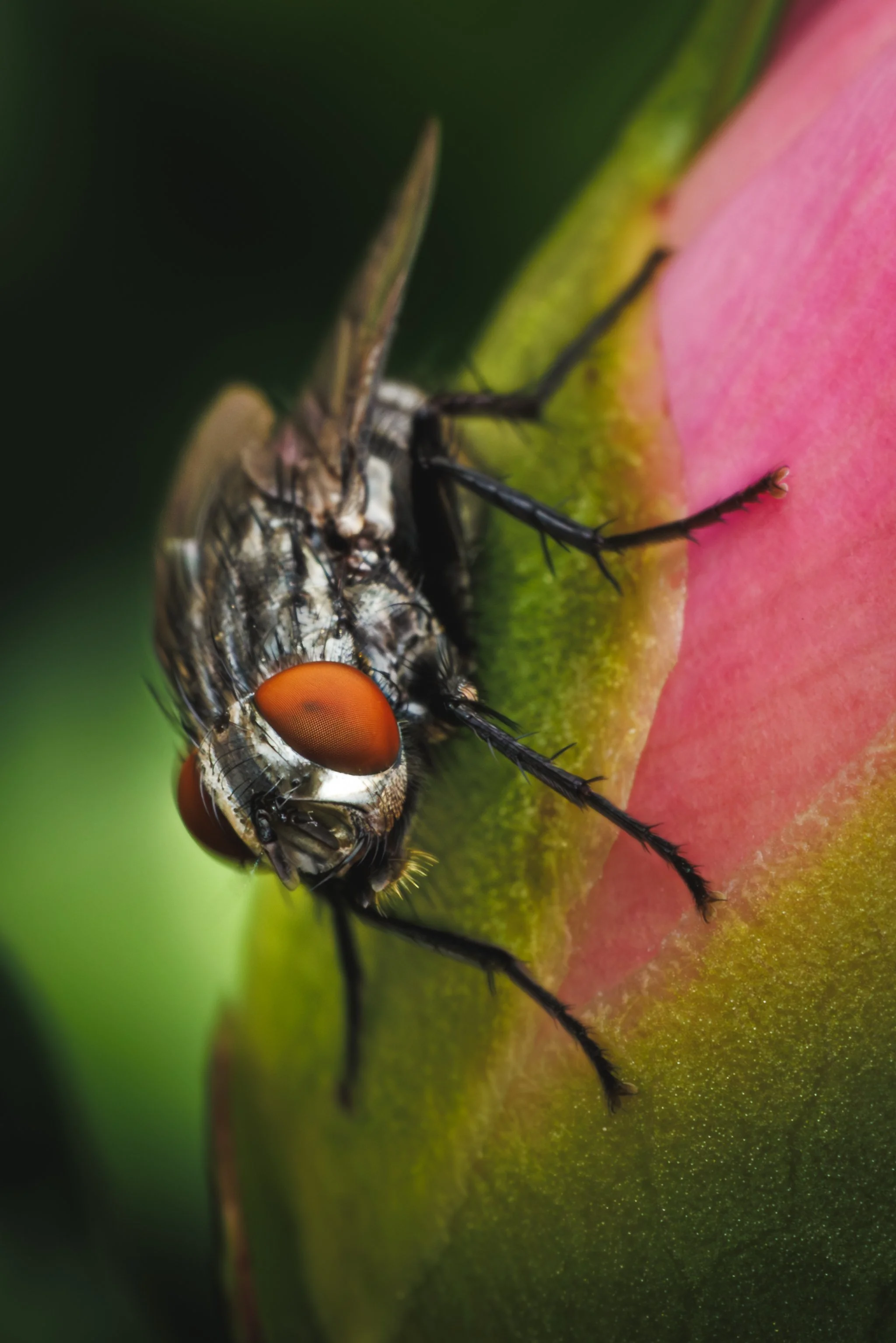Bristle Fly 2 - (3-2).jpg